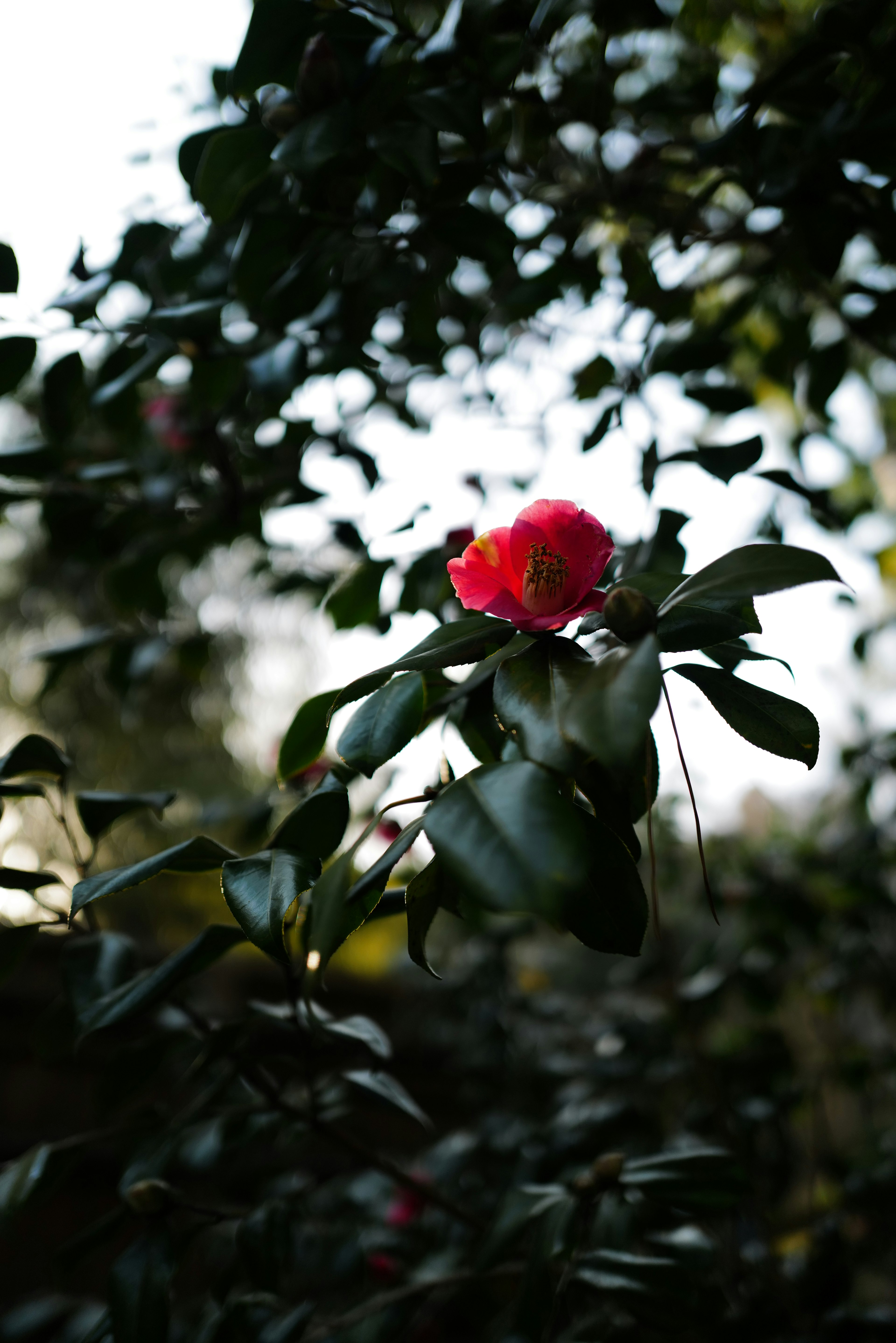 Eine lebendige rote Blume umgeben von grünen Blättern