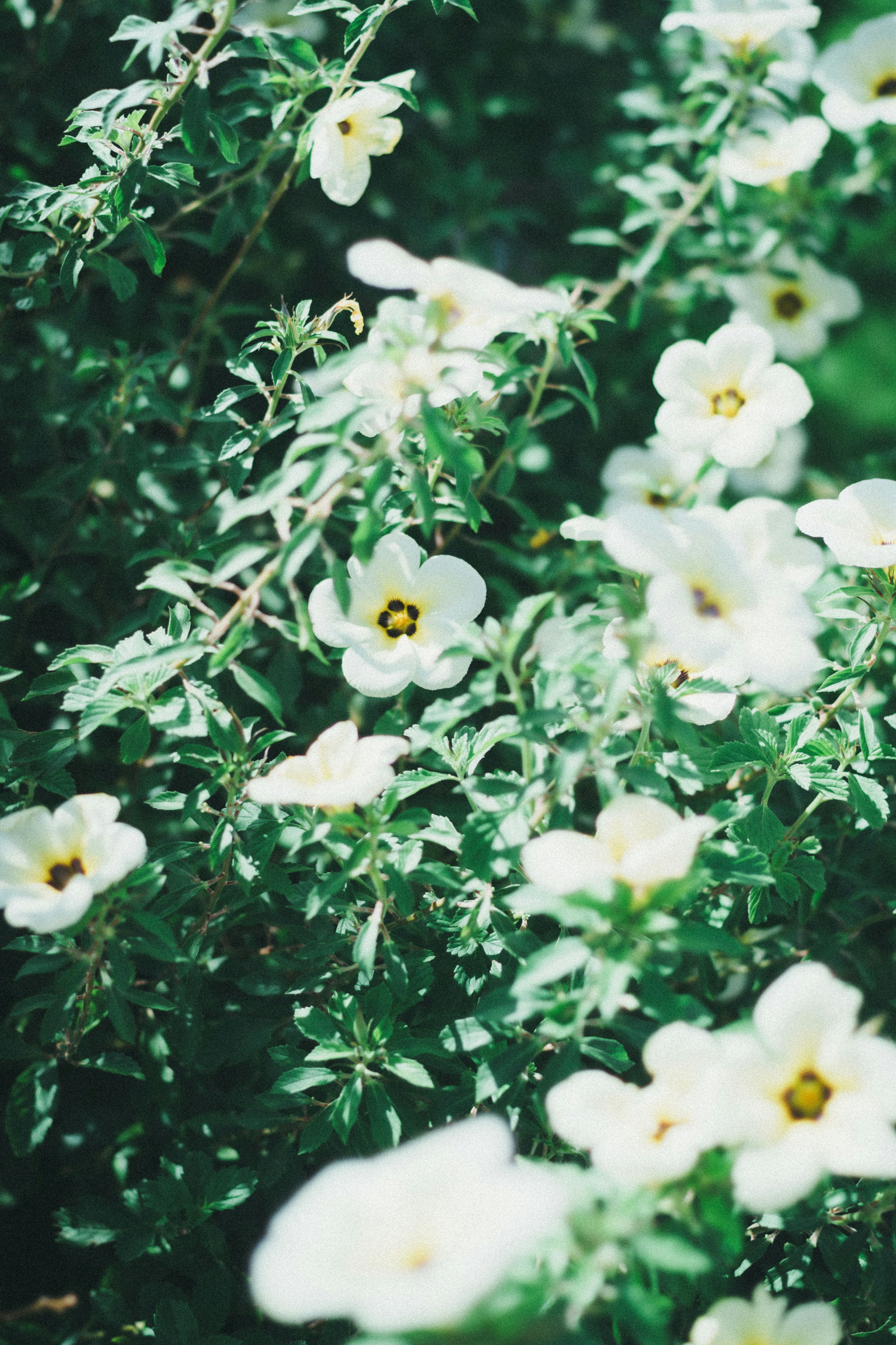 緑の葉に囲まれた白い花が咲いている植物のクローズアップ