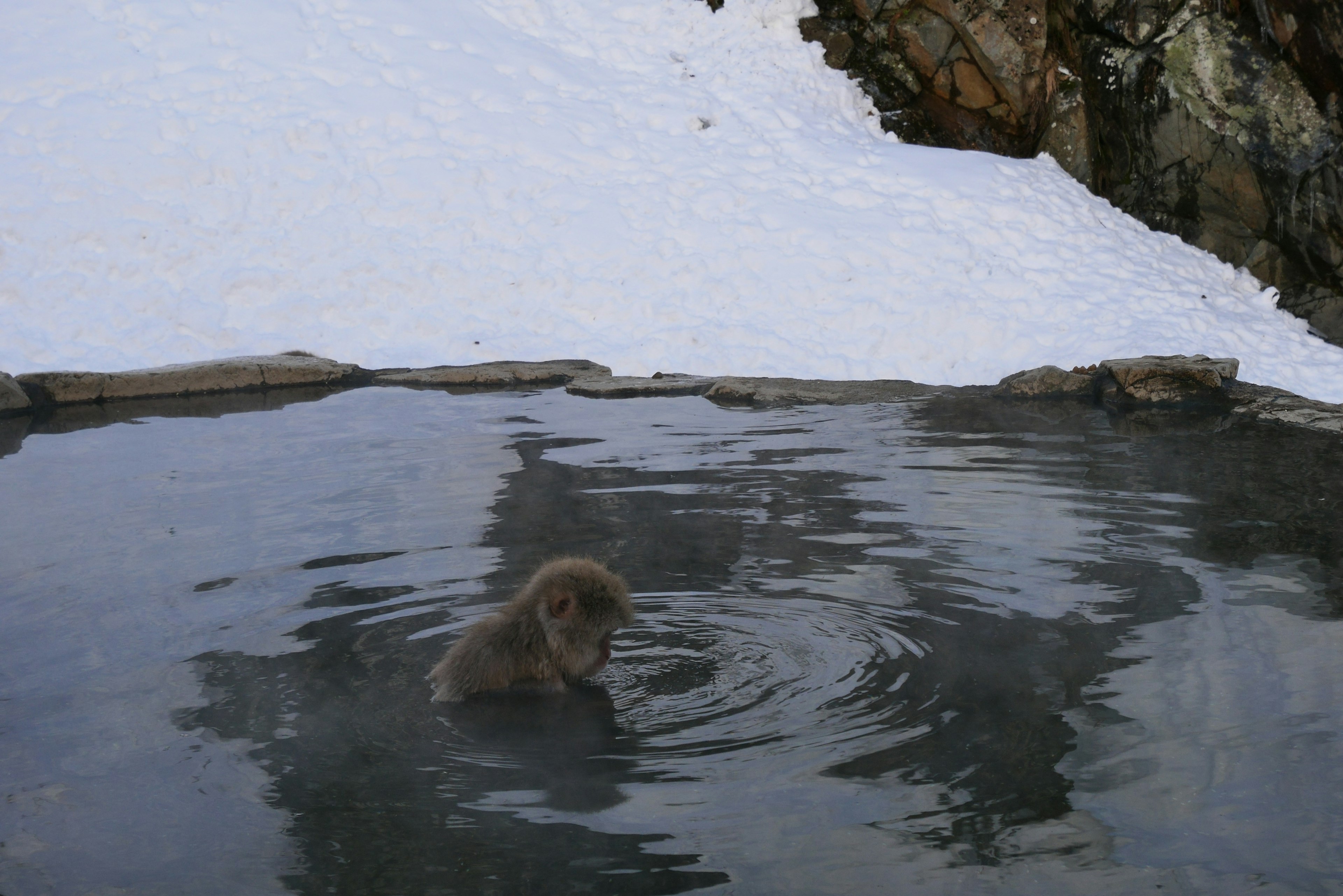 Cucciolo di scimmia in una sorgente termale circondata dalla neve