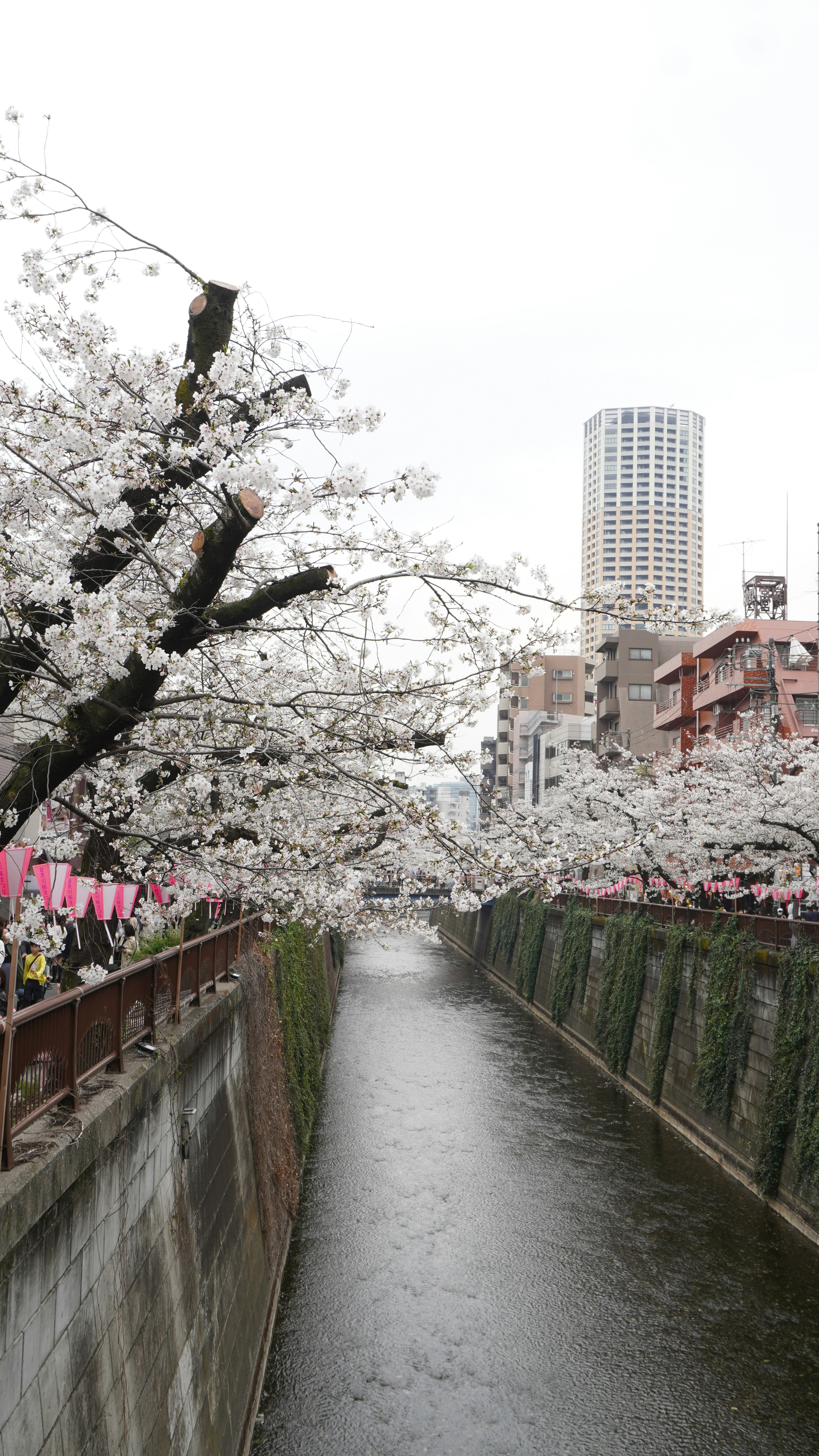 沿河櫻花樹與城市建築的風景