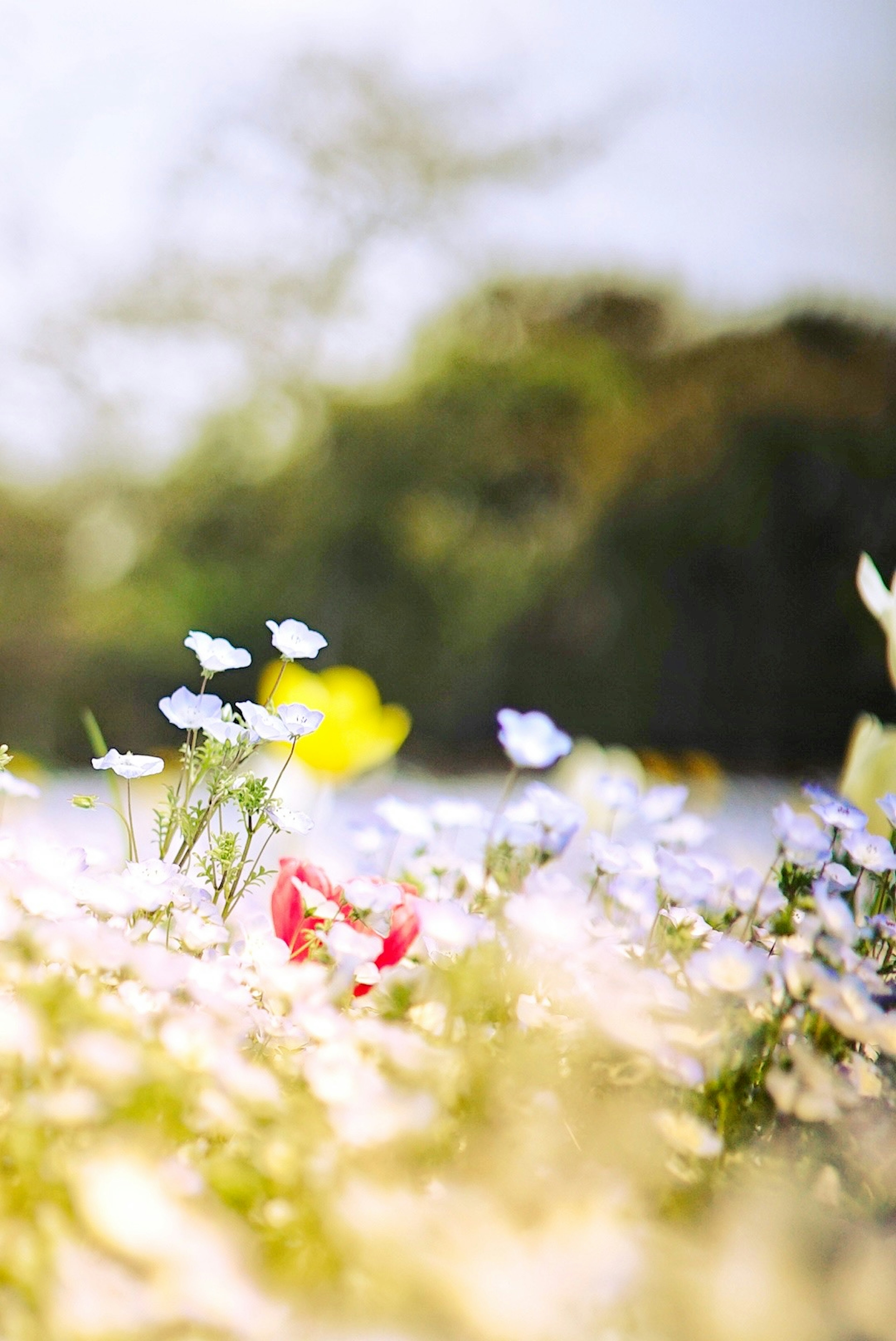 色とりどりの花が咲く風景 明るい背景に白と赤の花が特徴的