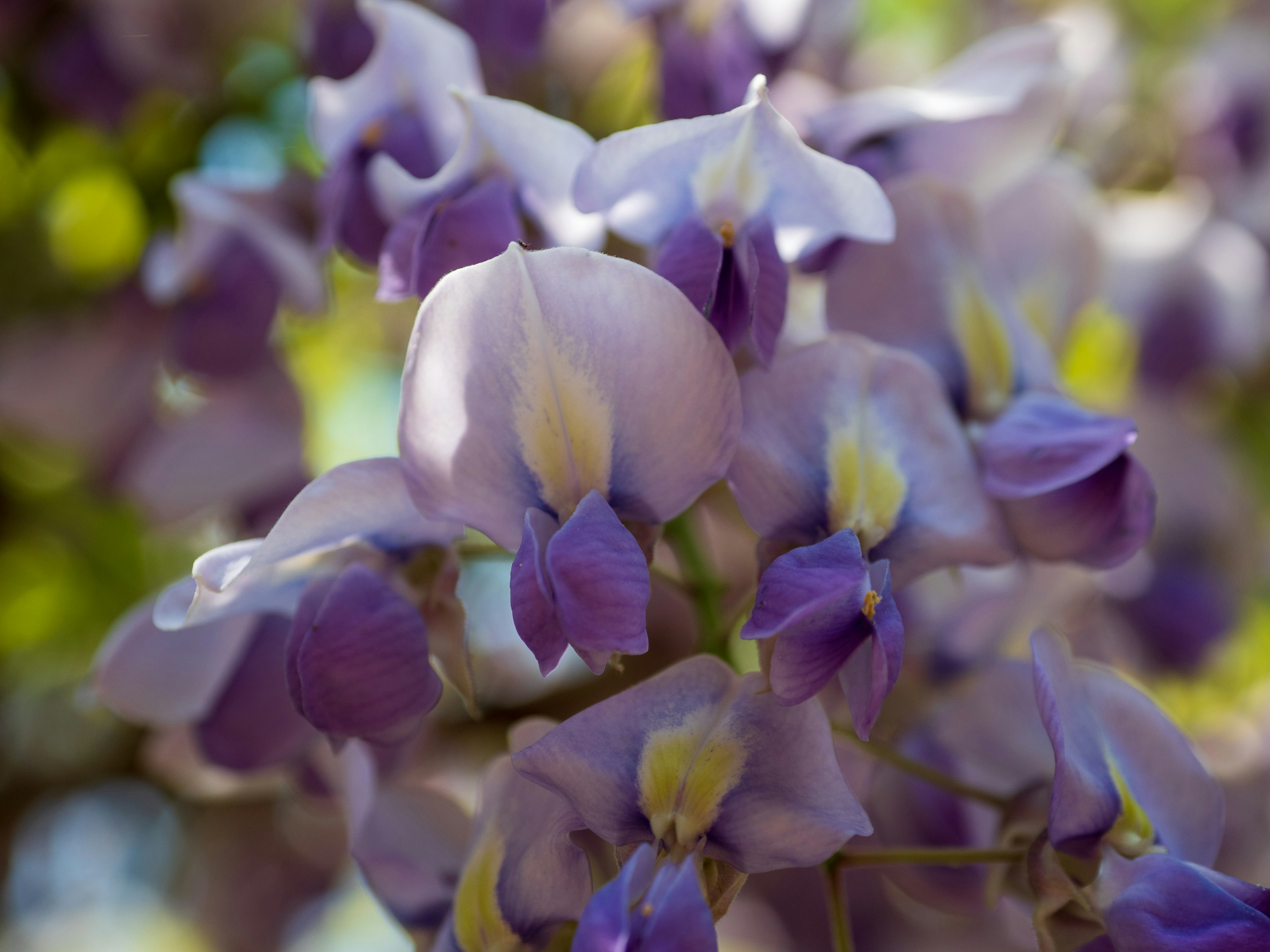 Close-up photo of wisteria flowers with purple petals