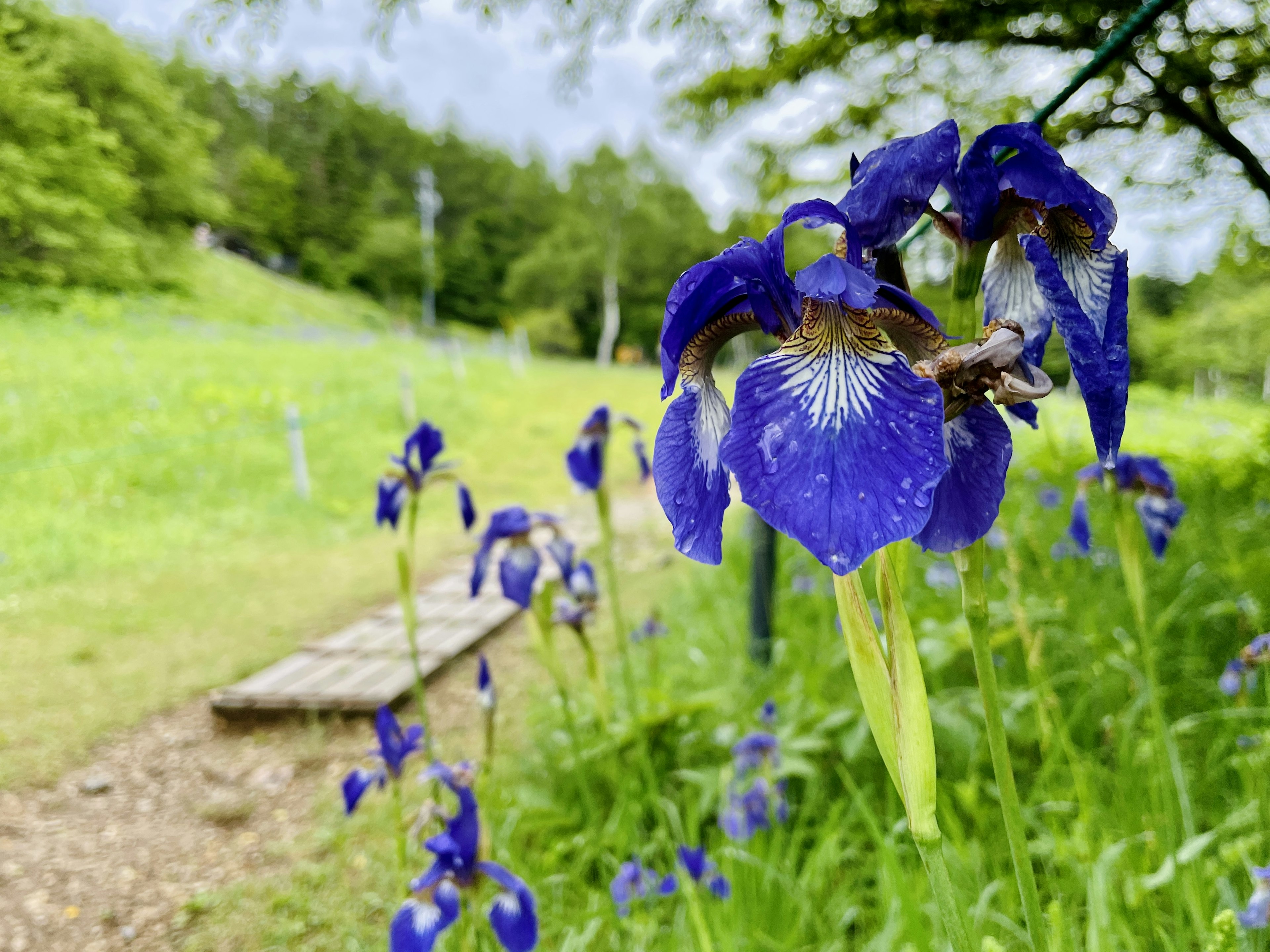 Primo piano di fiori di iris blu in un campo verde con un sentiero di legno