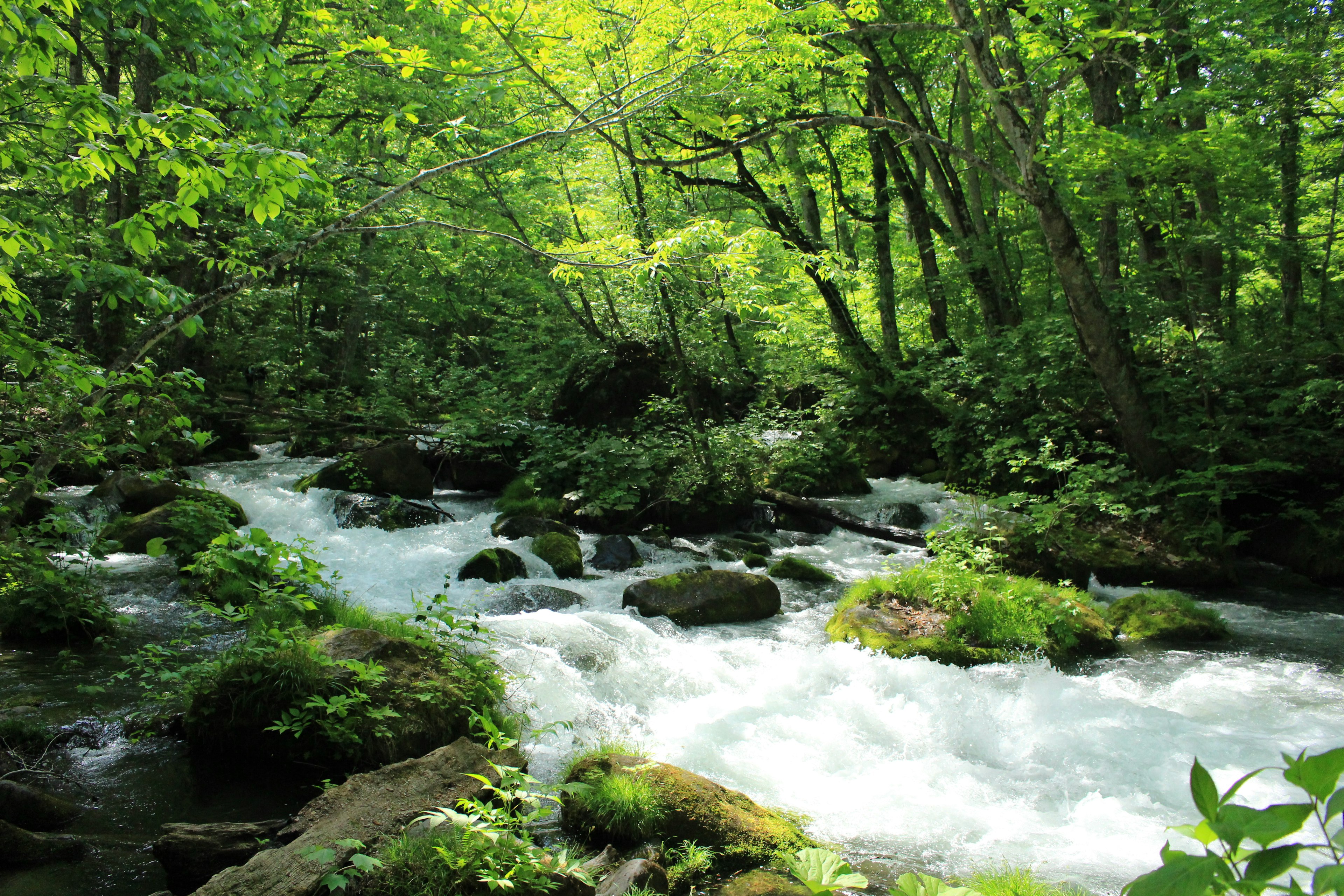 Une vue pittoresque d'un ruisseau dans une forêt verdoyante