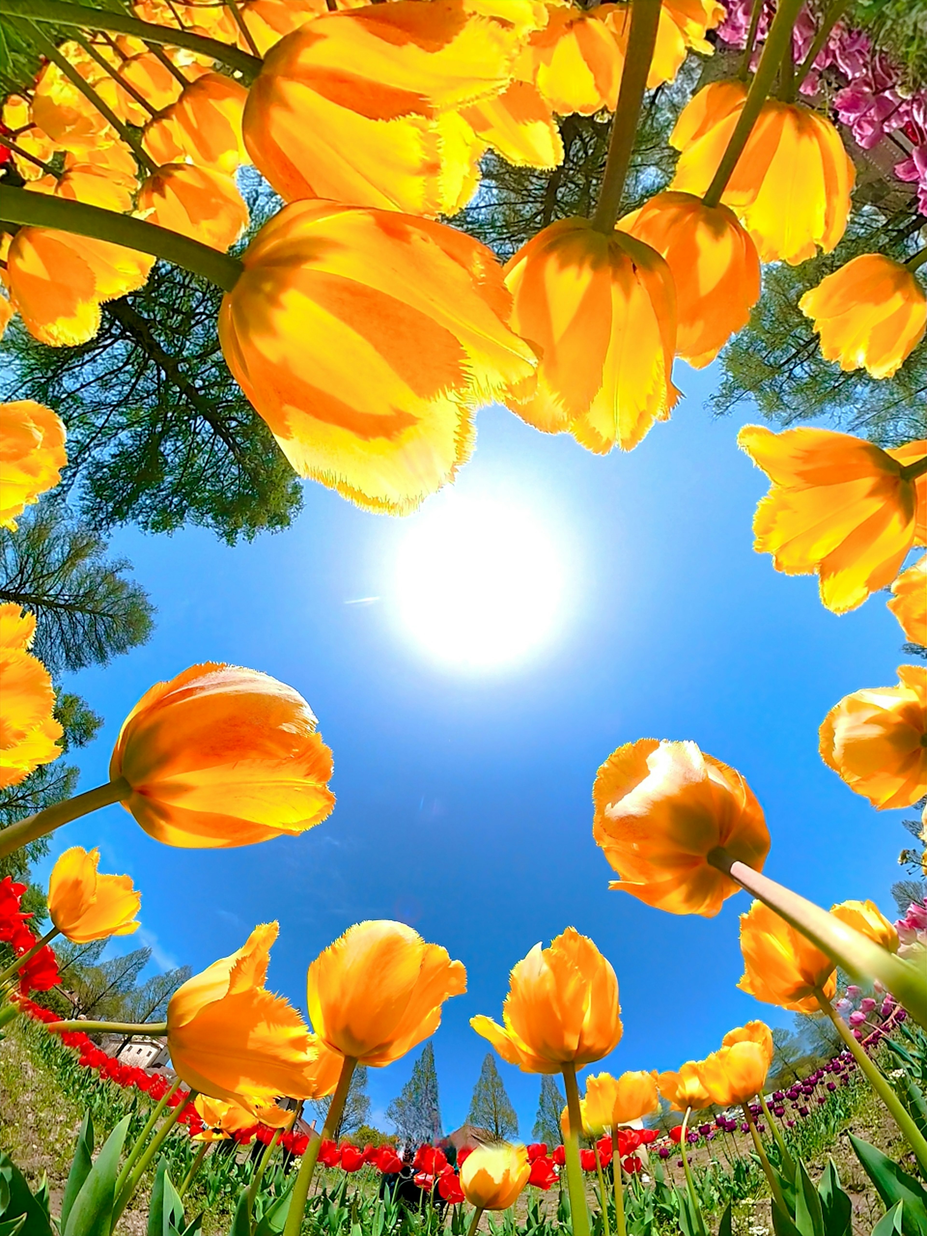 Vibrant yellow tulips blooming under a bright blue sky