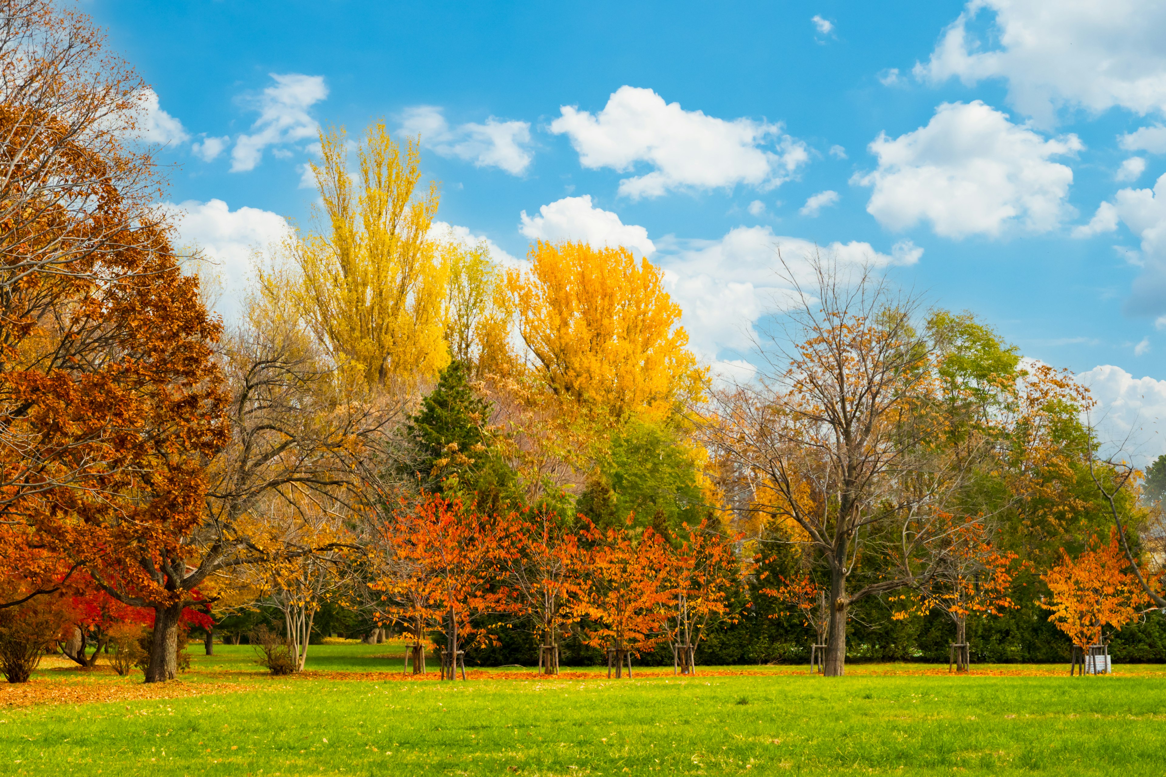 Lebendige Herbstbäume säumen eine Parklandschaft