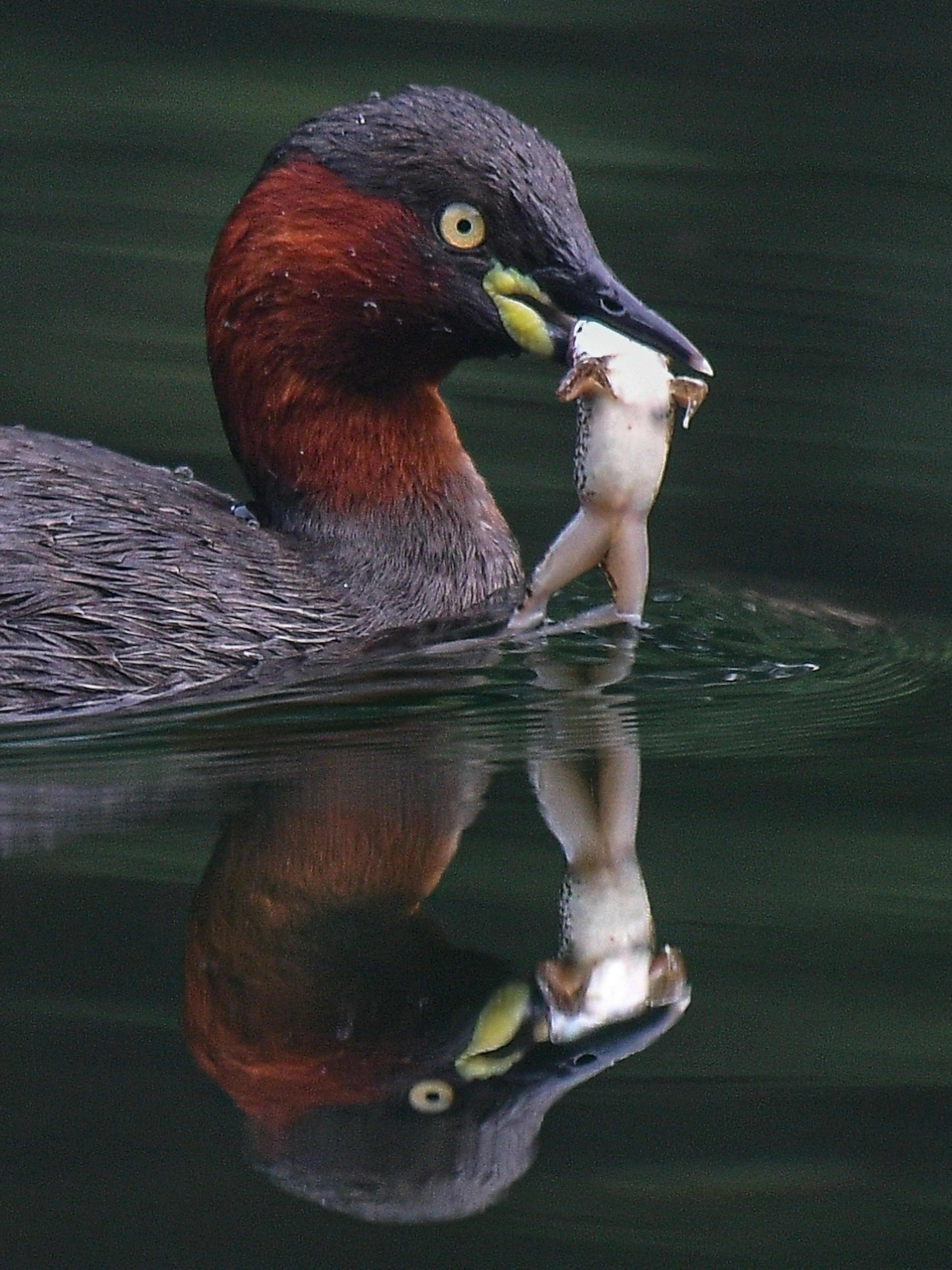 A grebe holding a fish reflected in the water