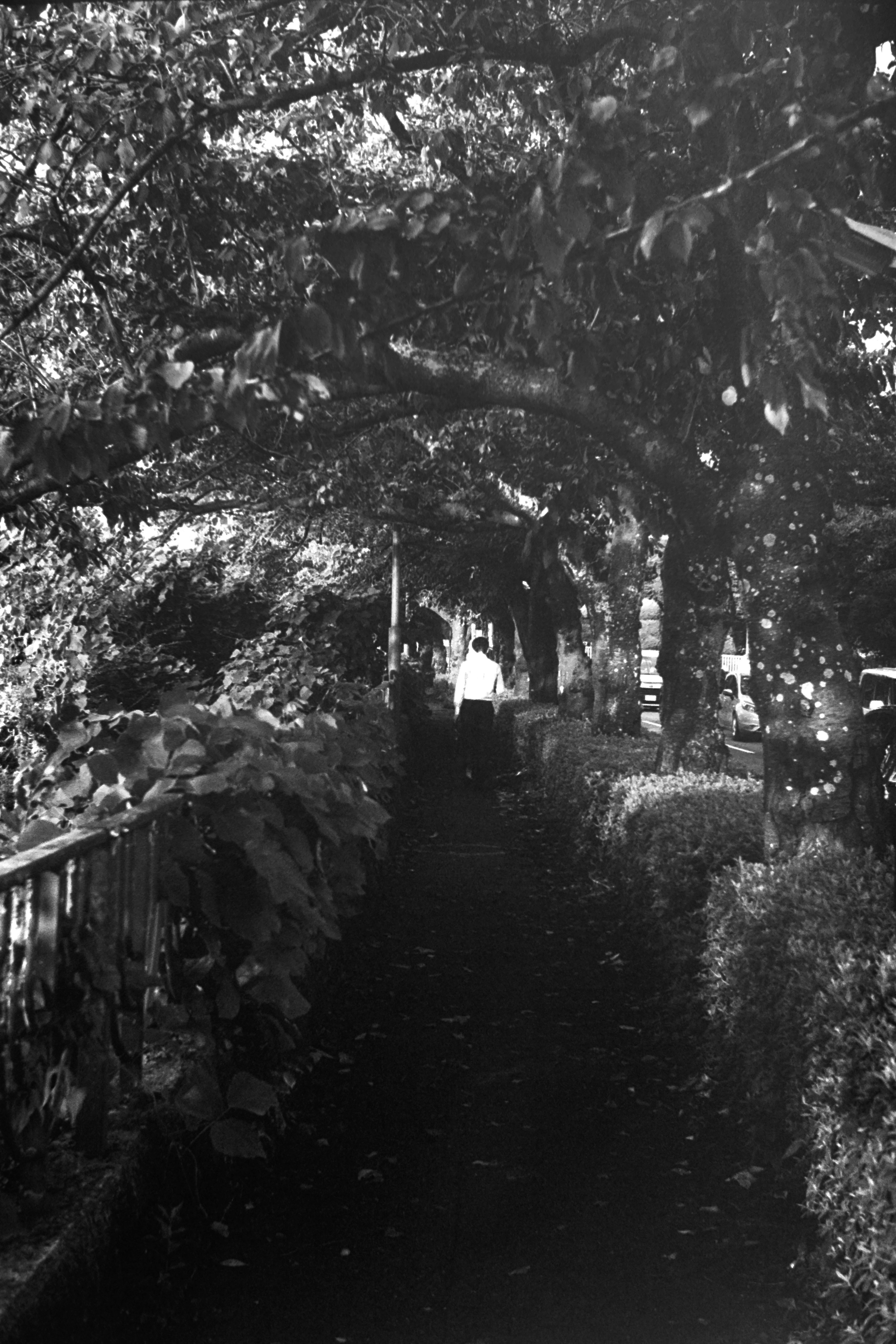 Black and white photo of a quiet path surrounded by greenery