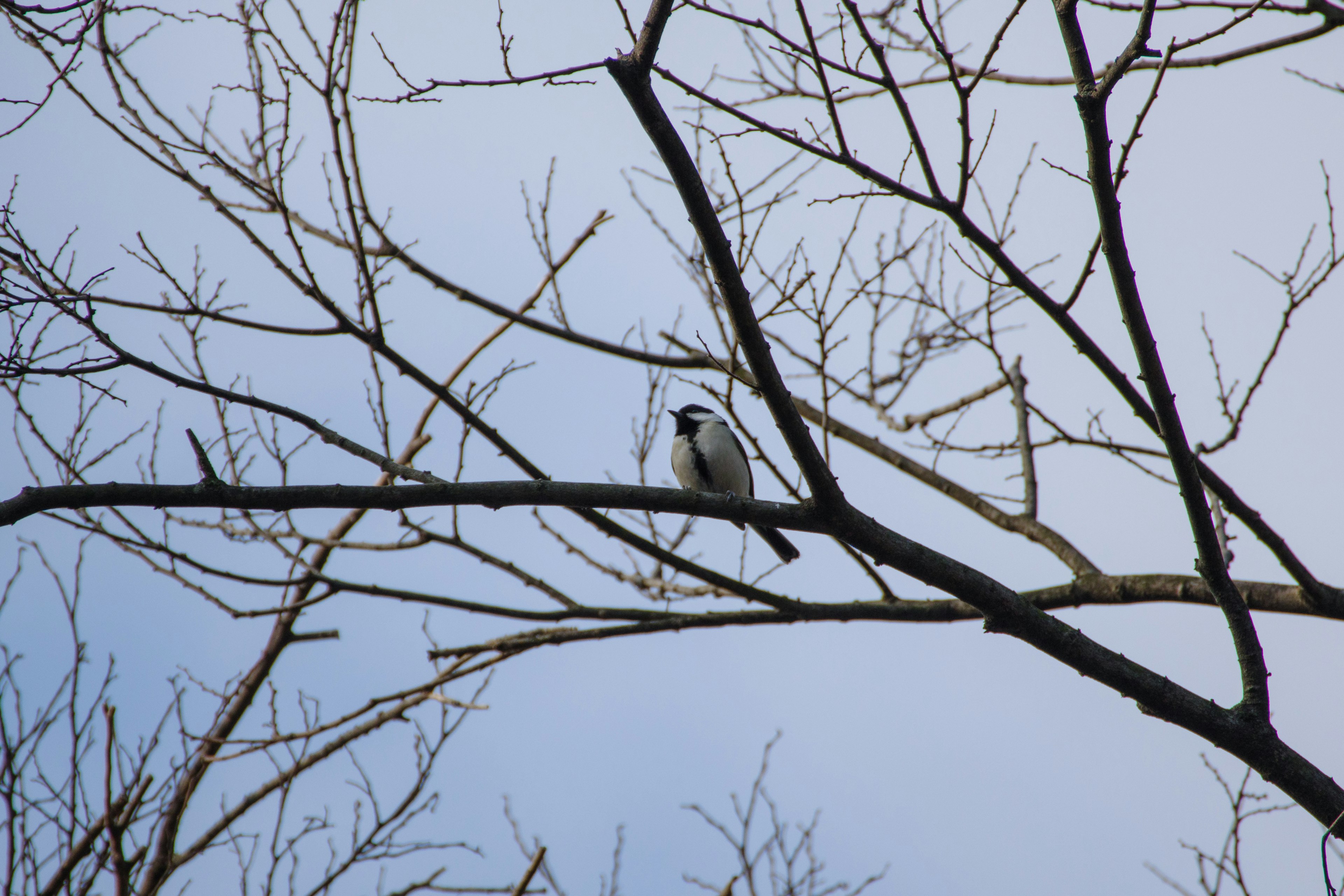 Silhouette eines kleinen Vogels, der auf einem schlanken Ast vor einem Winterhimmel sitzt