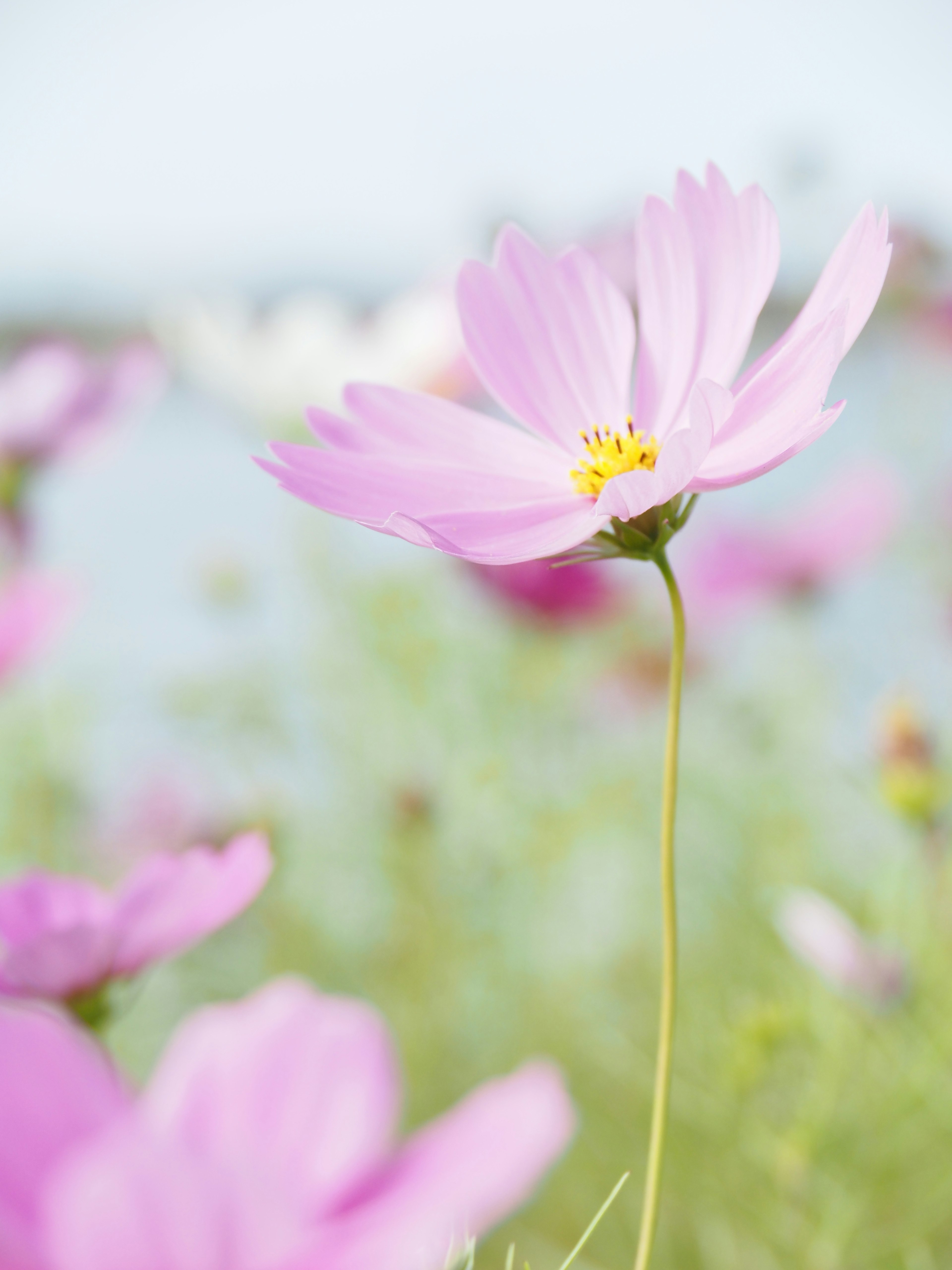 A beautiful pink cosmos flower blooming in a field