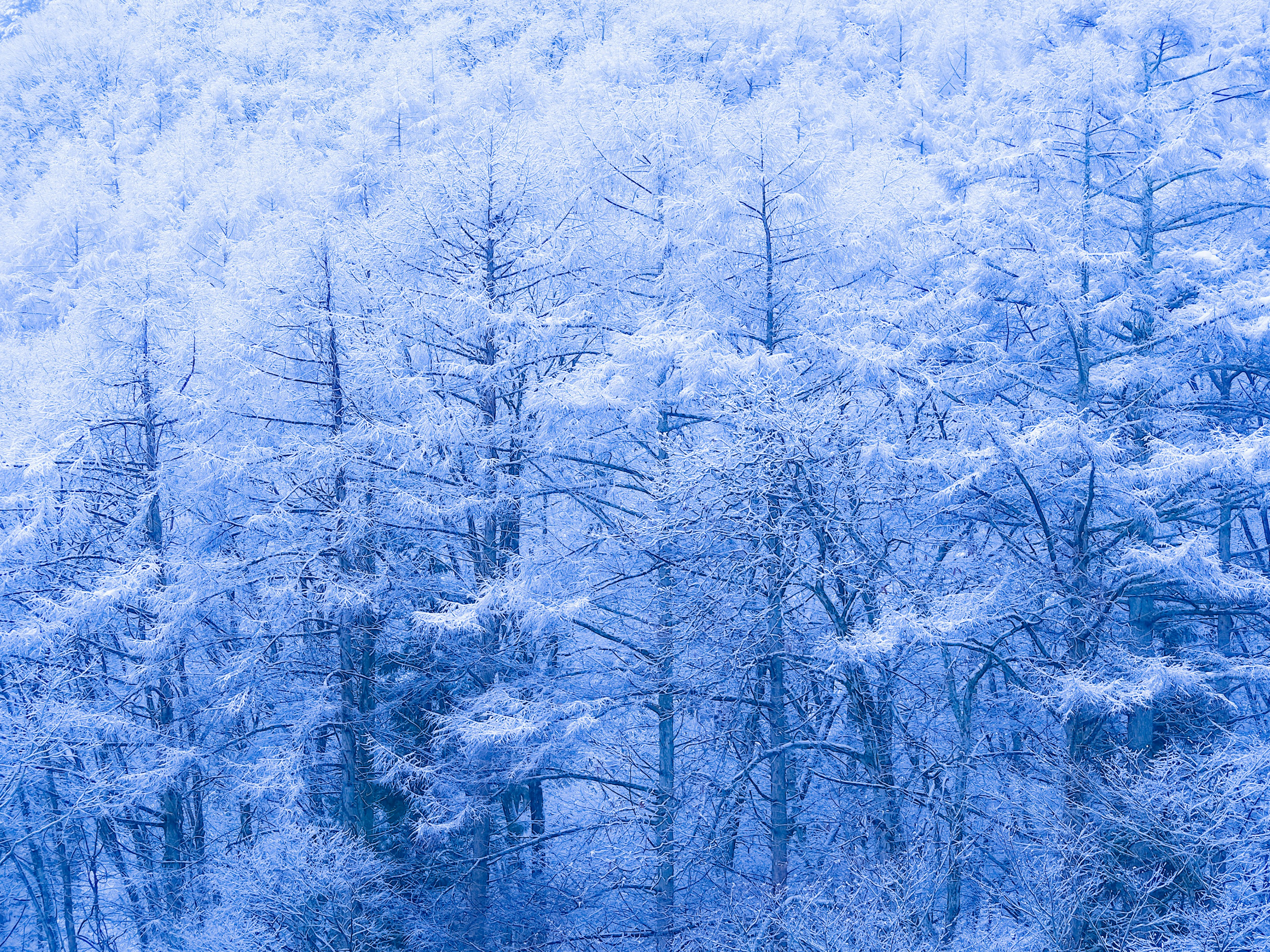 雪覆蓋的藍色森林景觀