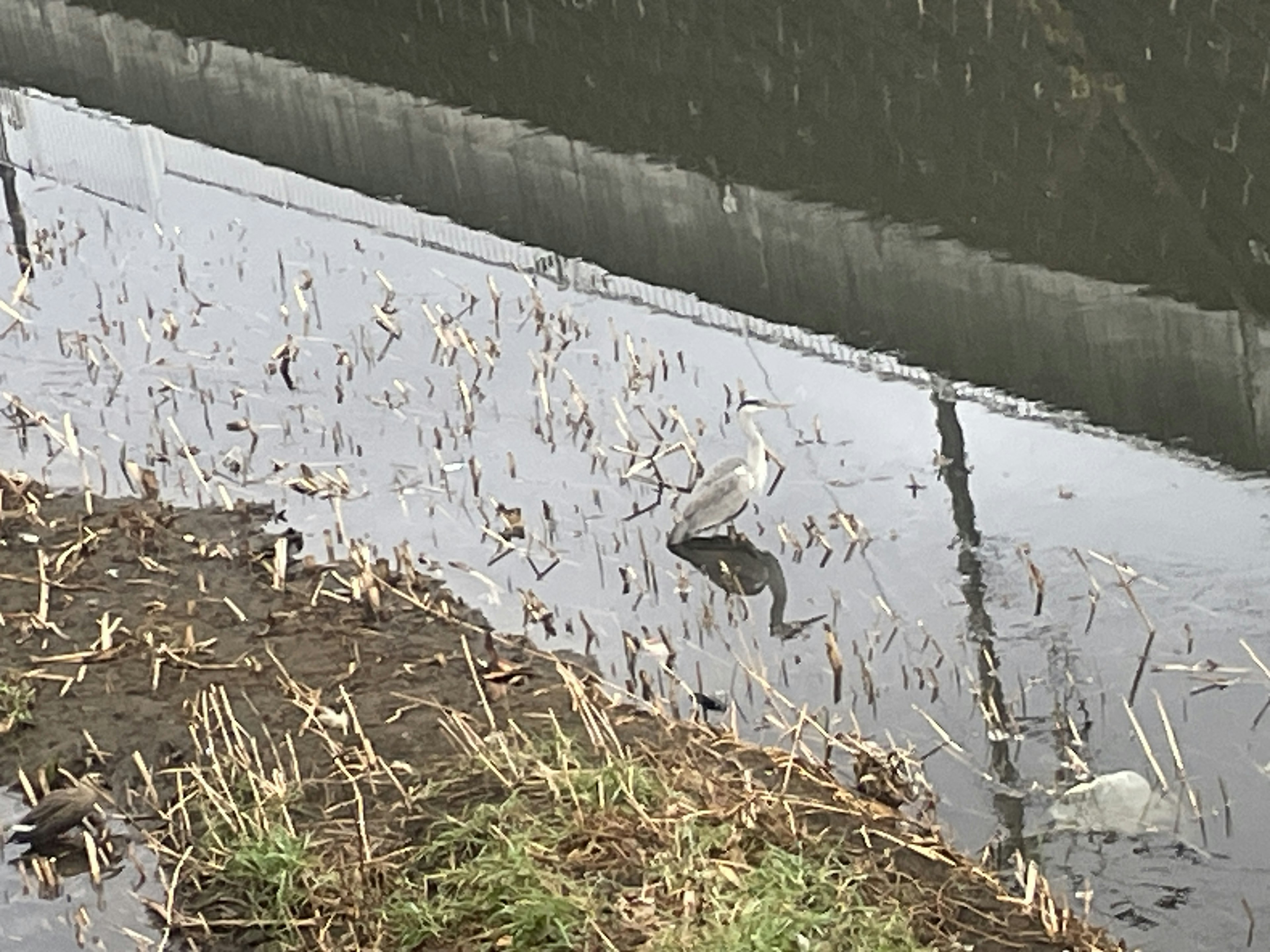 Ein Reiher steht am Wasser in einer ruhigen Umgebung