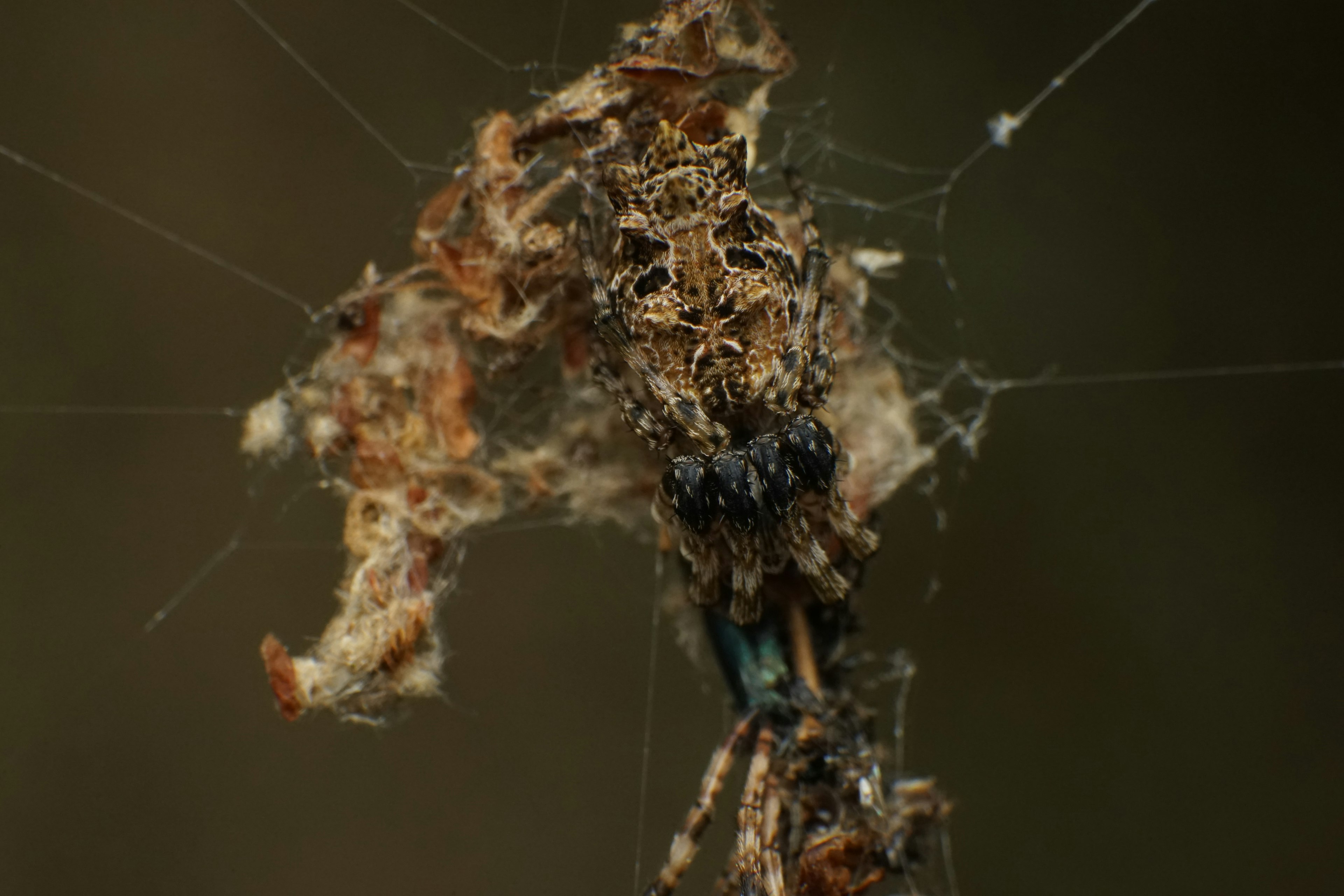 Close-up jaring laba-laba dengan daun dan sisa serangga terjerat