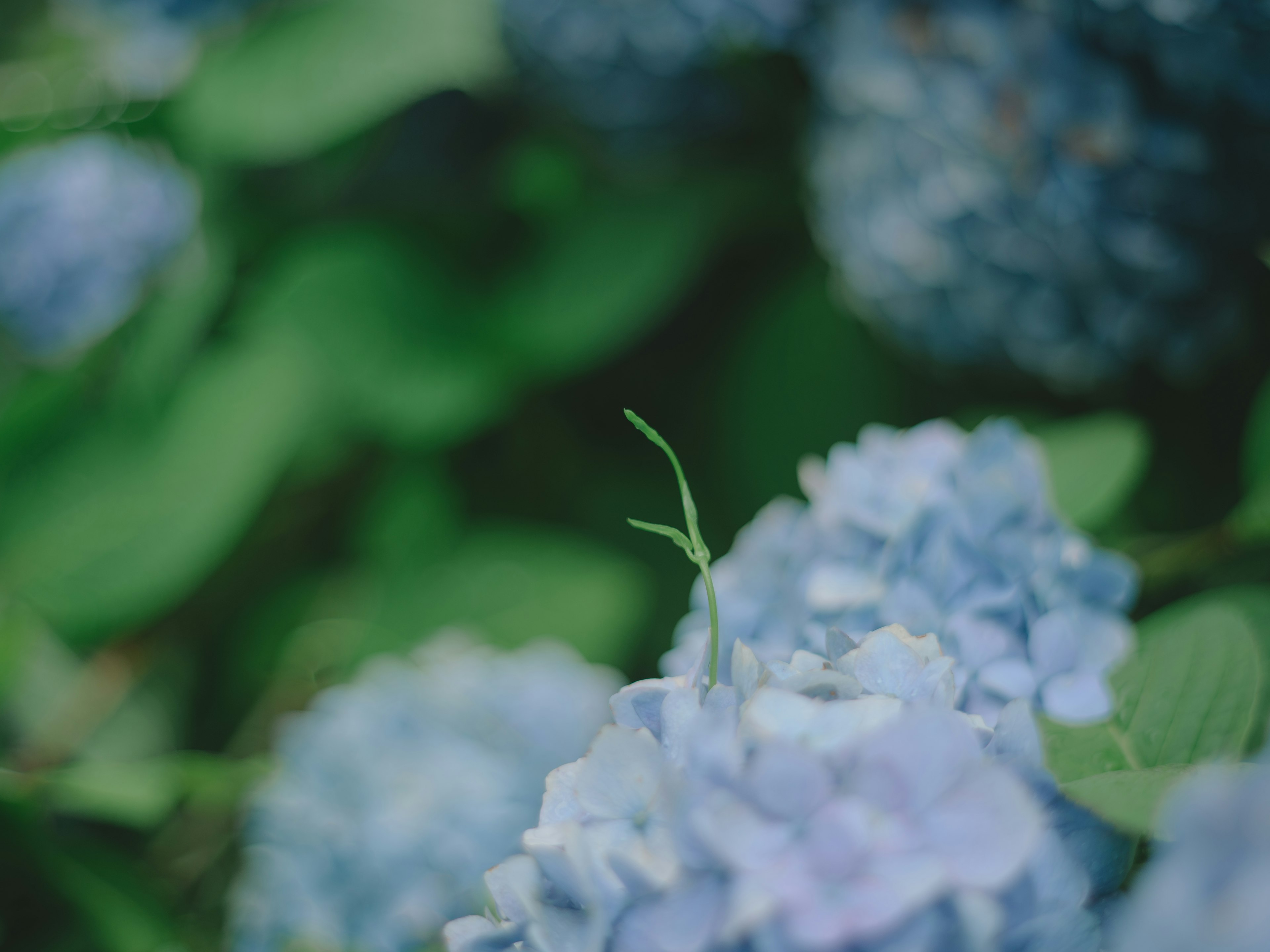 青いアジサイの花と緑の葉のクローズアップ