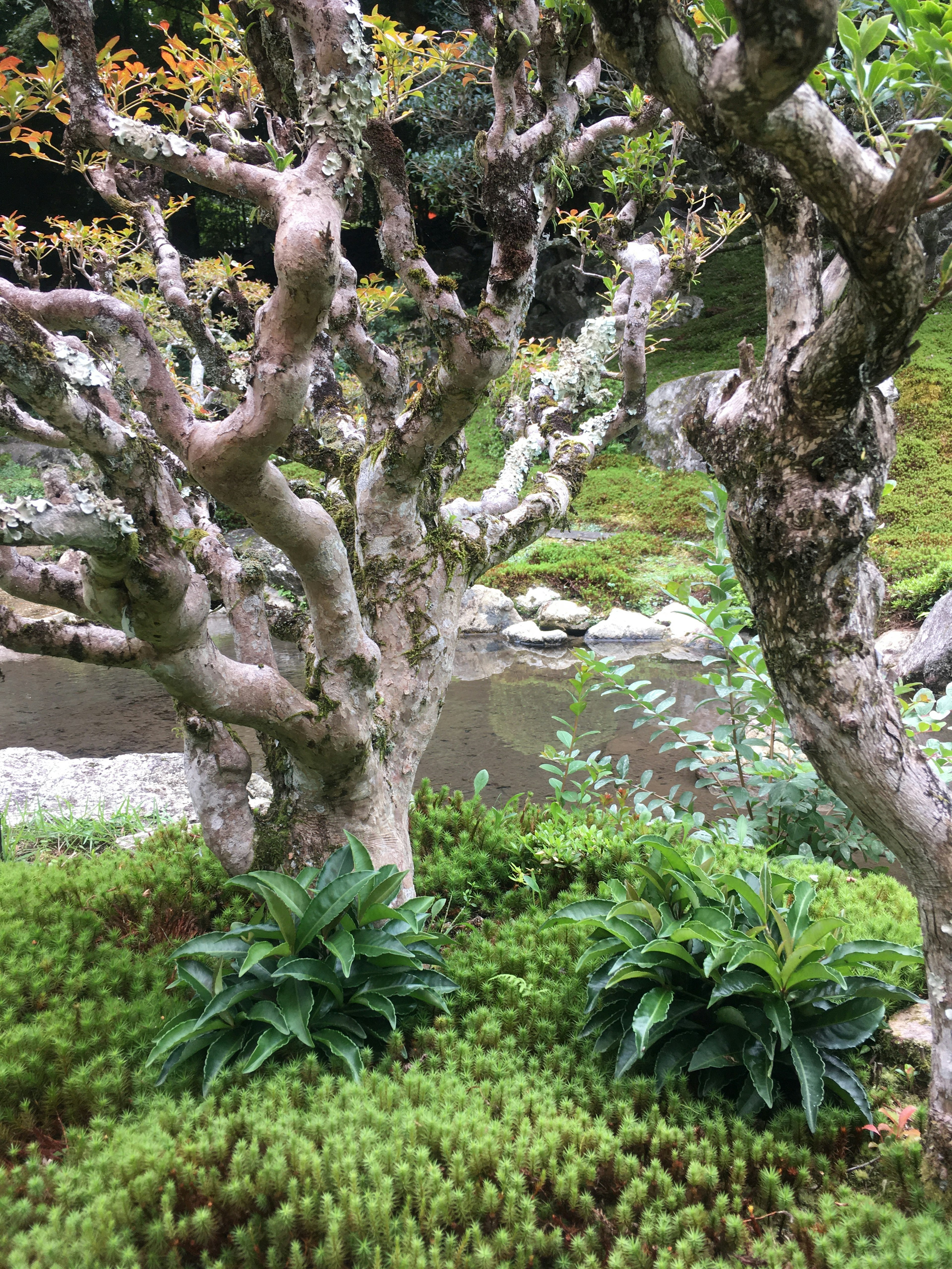 一个美丽的花园部分，特色是古老的树木和郁郁葱葱的绿色植物