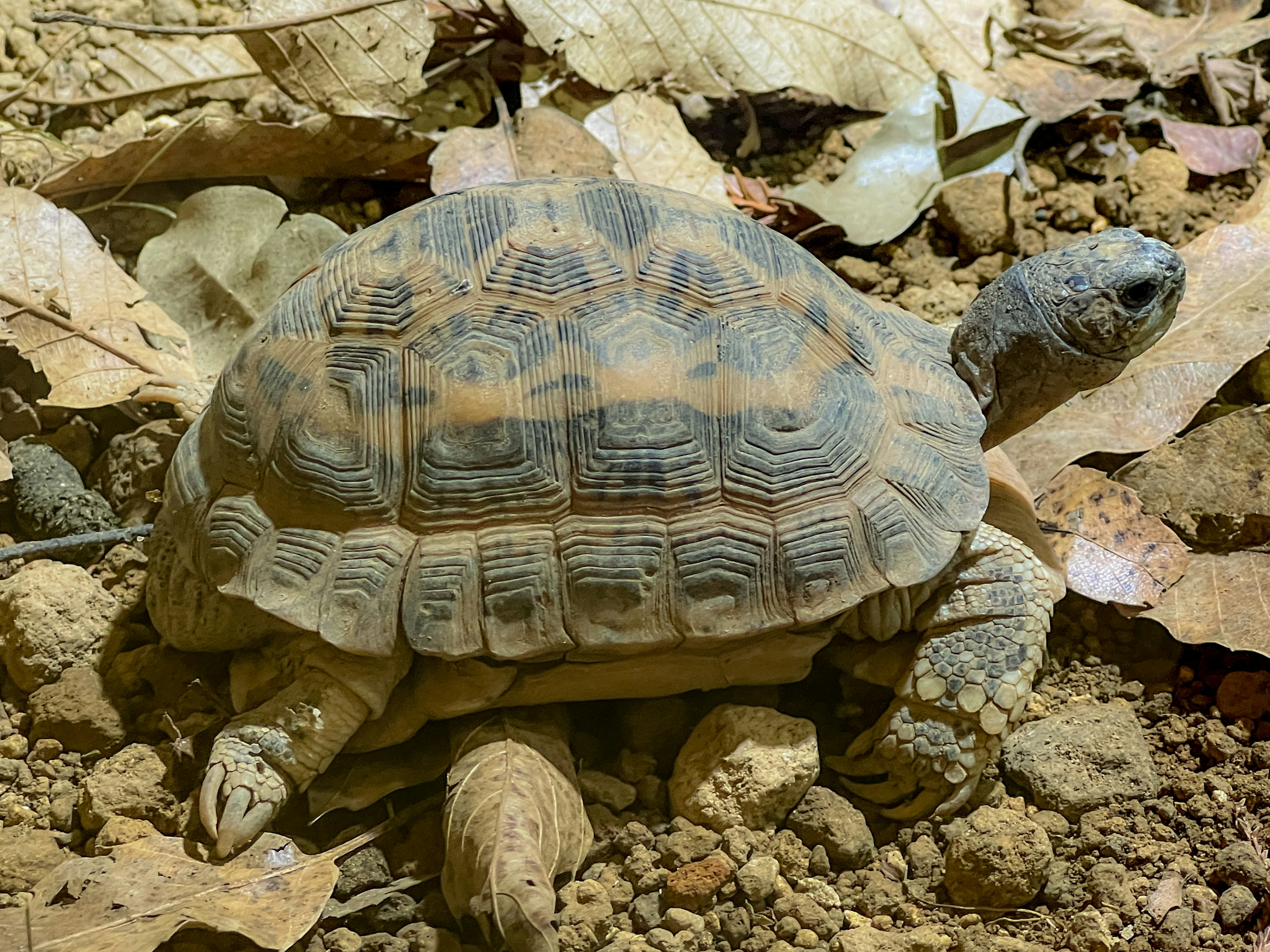 Nahaufnahme einer Schildkröte auf dem Boden umgeben von Blättern