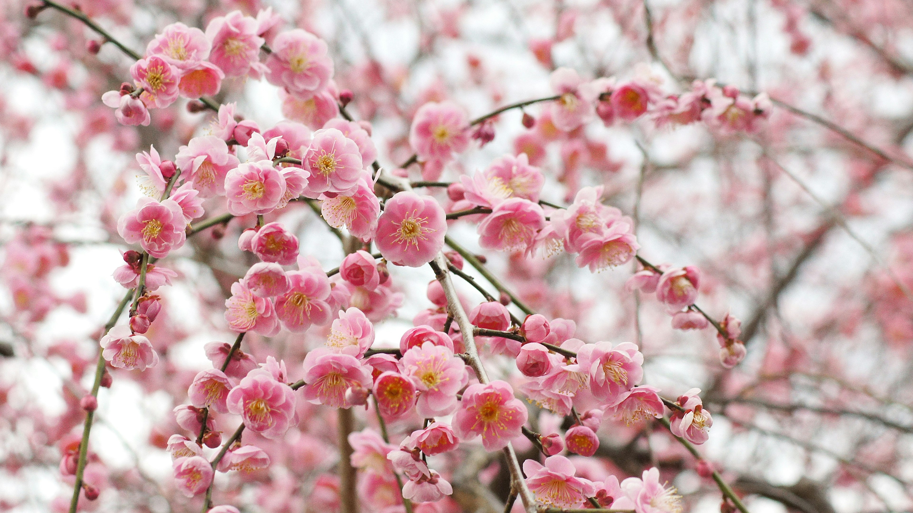 Close-up of cherry blossom branches in full bloom featuring delicate pink petals