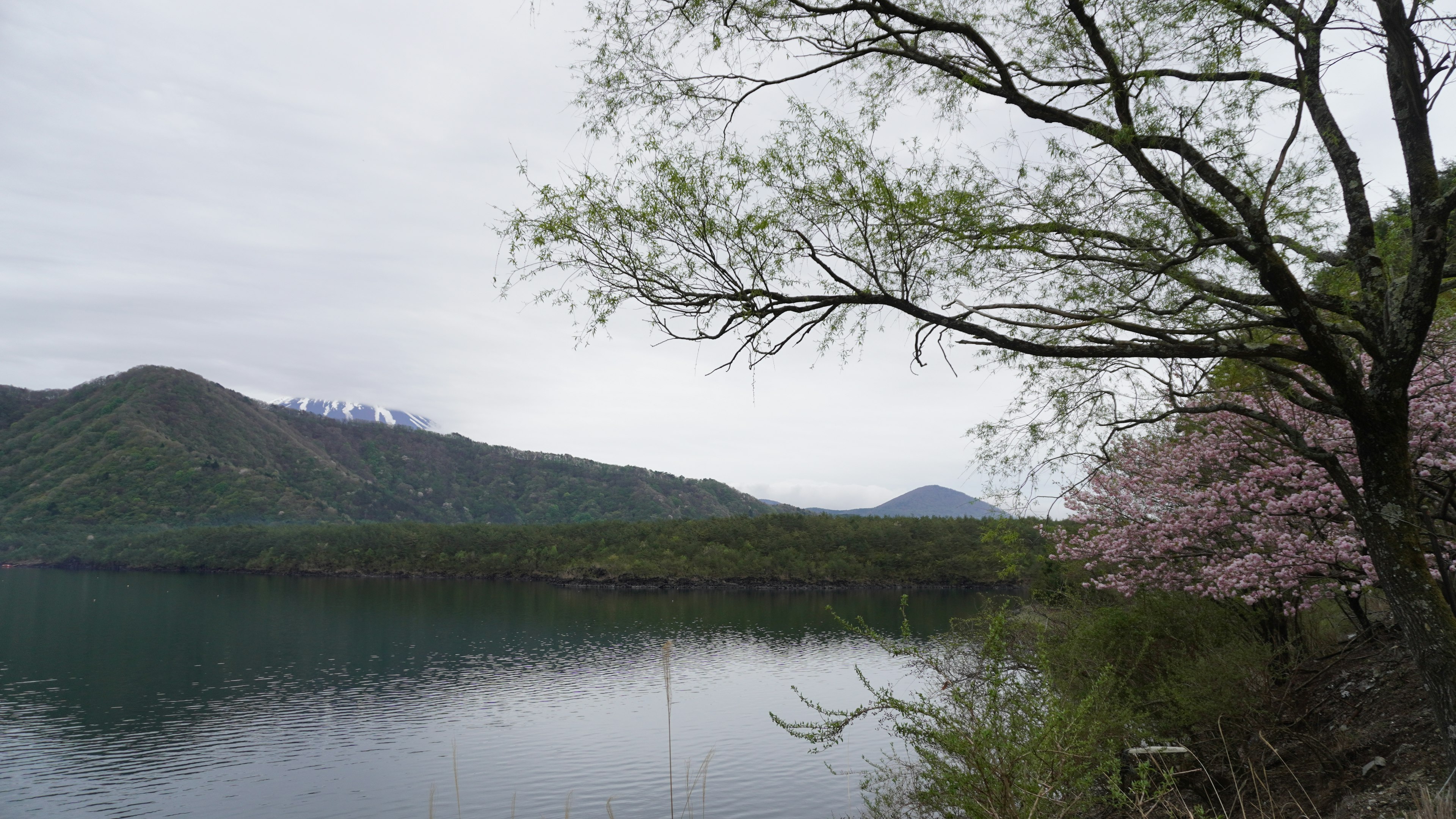 Pemandangan tenang danau dengan pohon sakura dan pegunungan