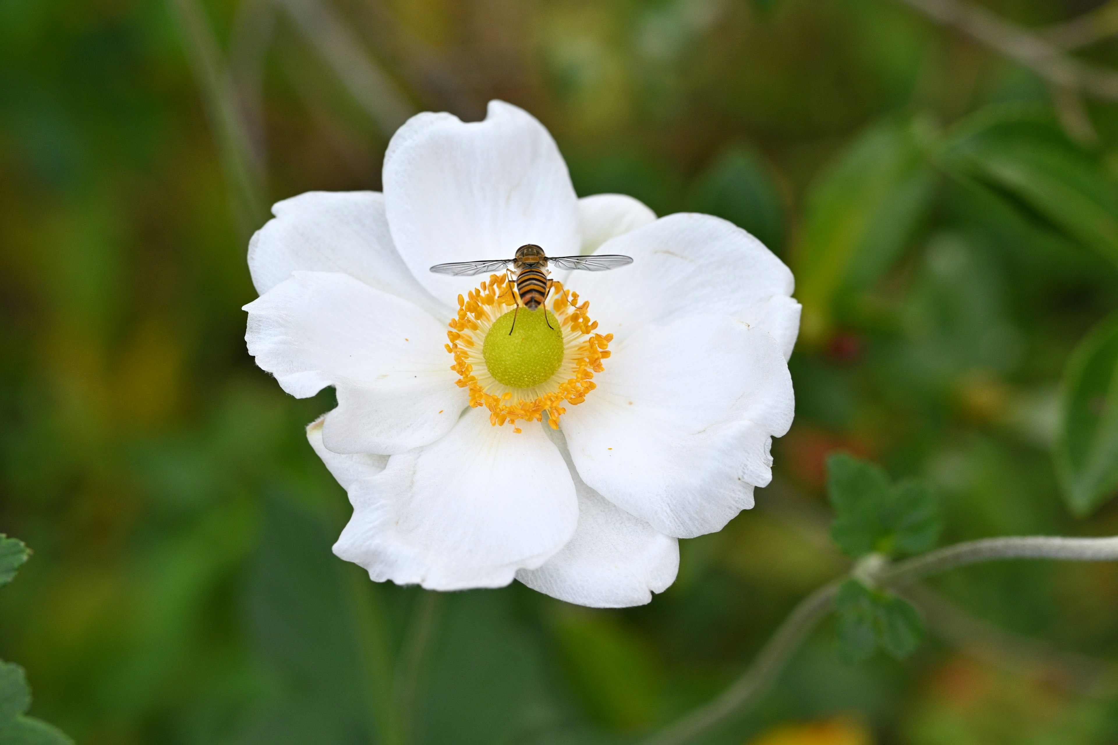 A white flower with a green pistil and orange stamens at the center and a small bee perched on top