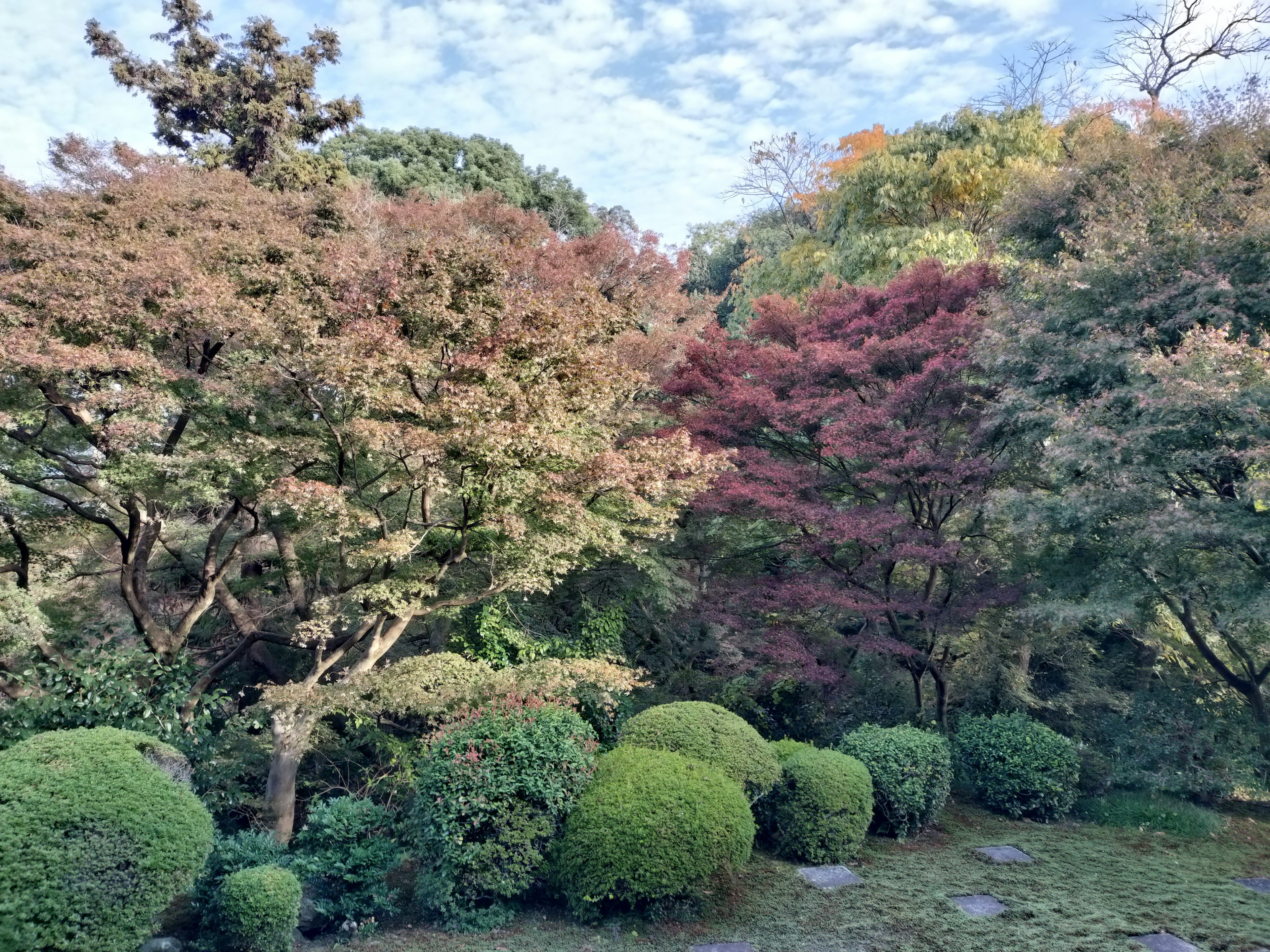 美麗的花園場景，有色彩斑斕的樹木和圓形灌木