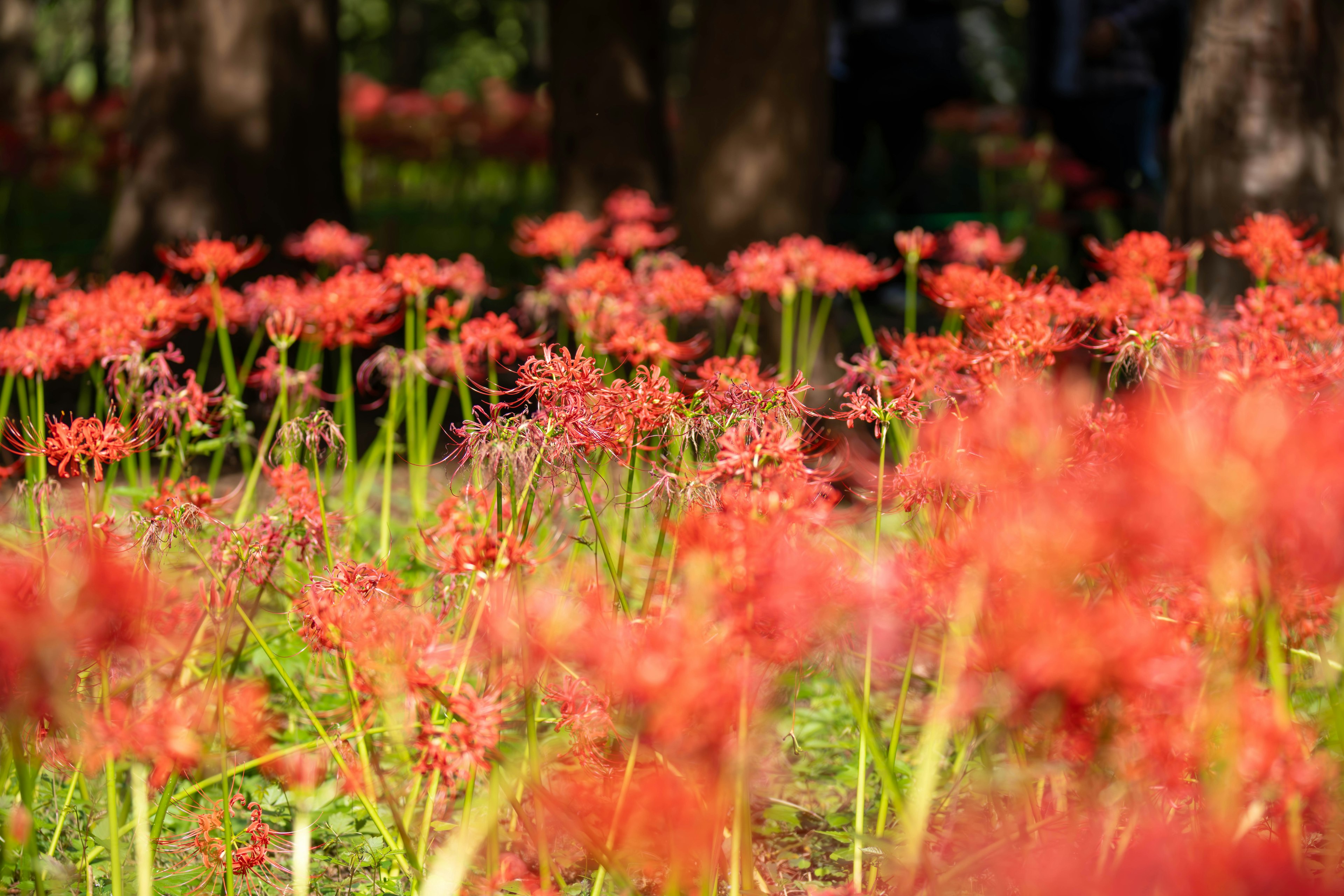 Beau paysage avec des lycoris rouges en fleurs