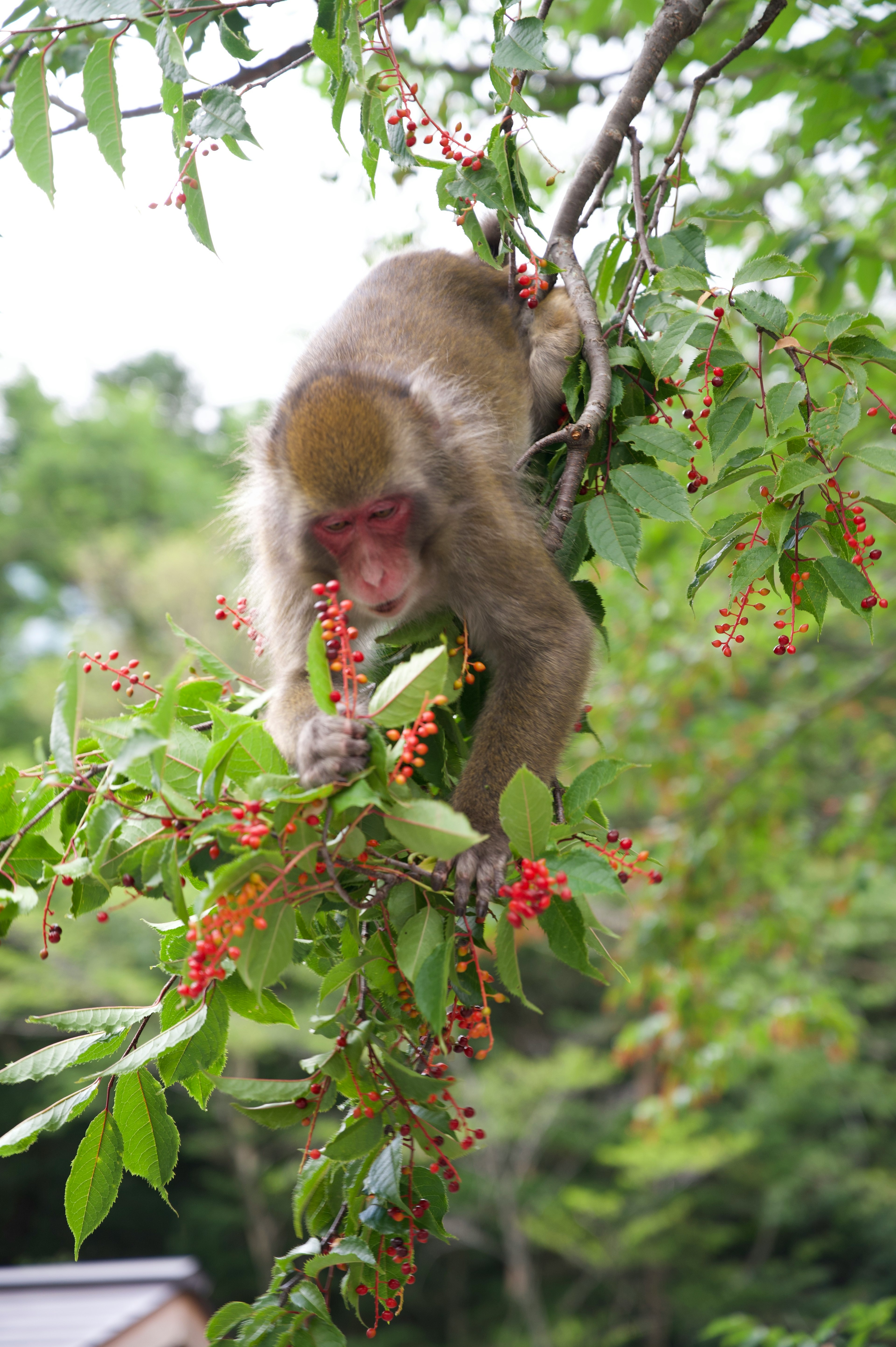 Seekor monyet yang menggantung di dahan makan buah beri merah