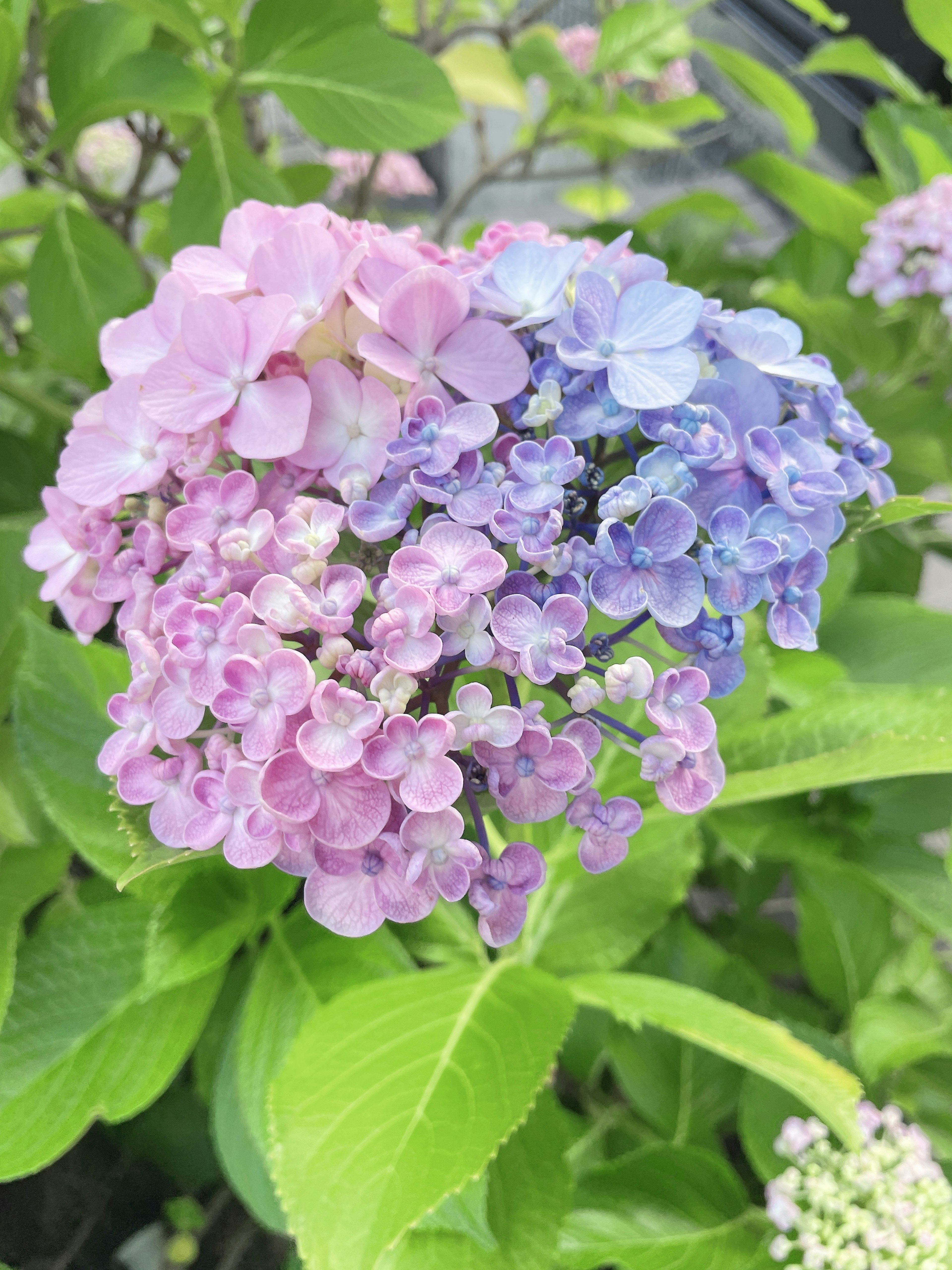 Un gruppo di fiori di ortensia colorati in sfumature di rosa e blu