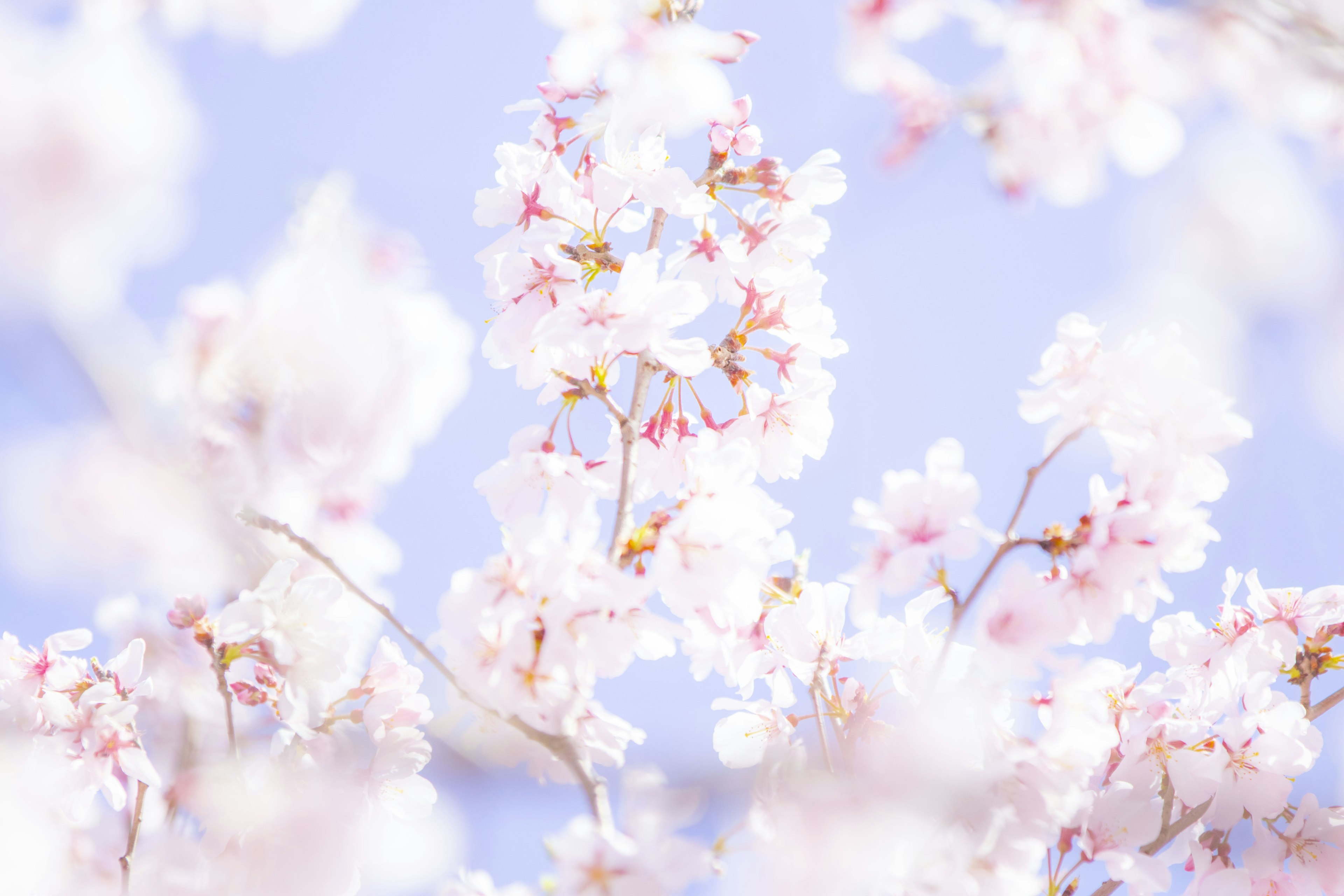 Pemandangan indah bunga sakura di bawah langit biru