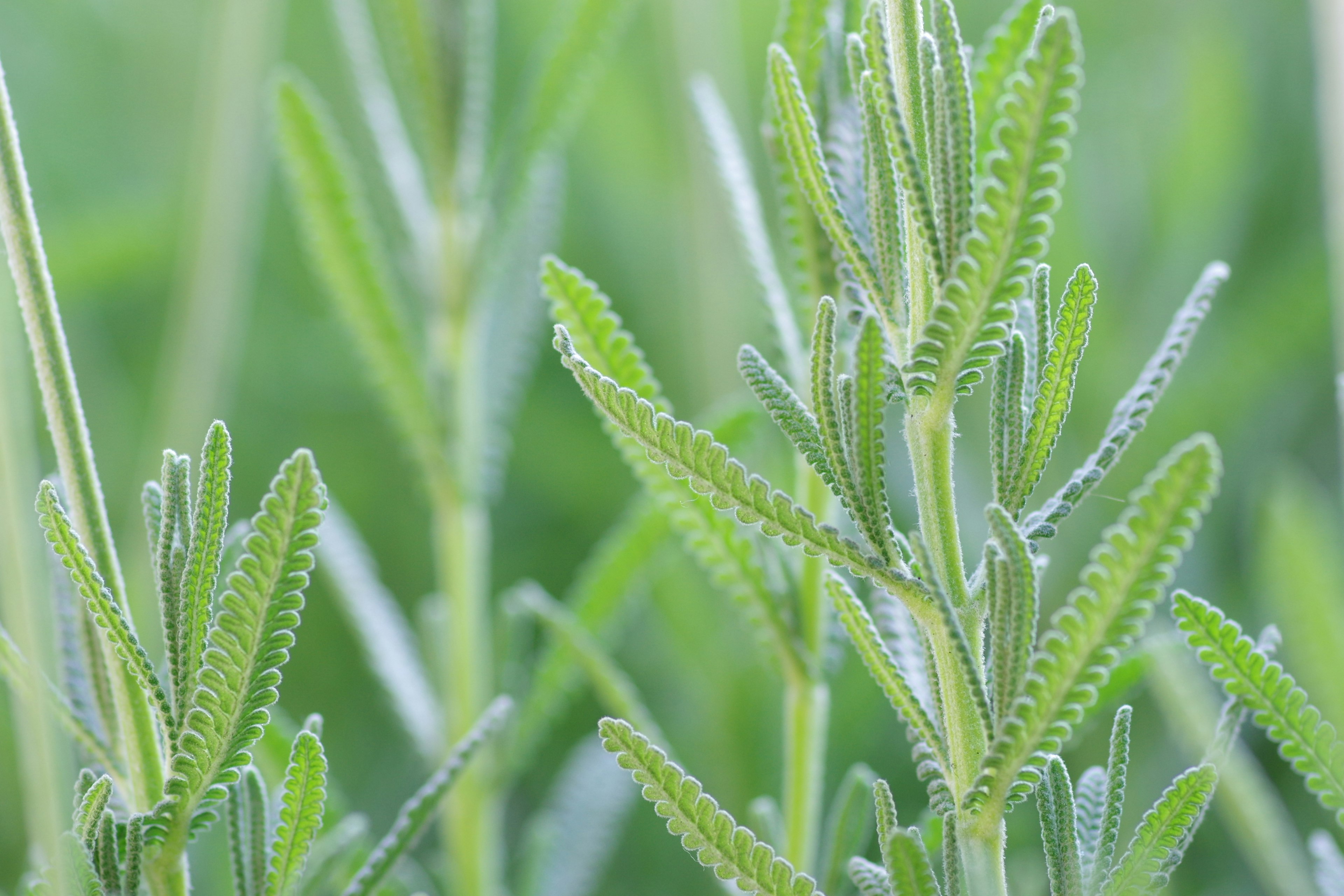 緑色の葉が生い茂る植物のクローズアップ写真