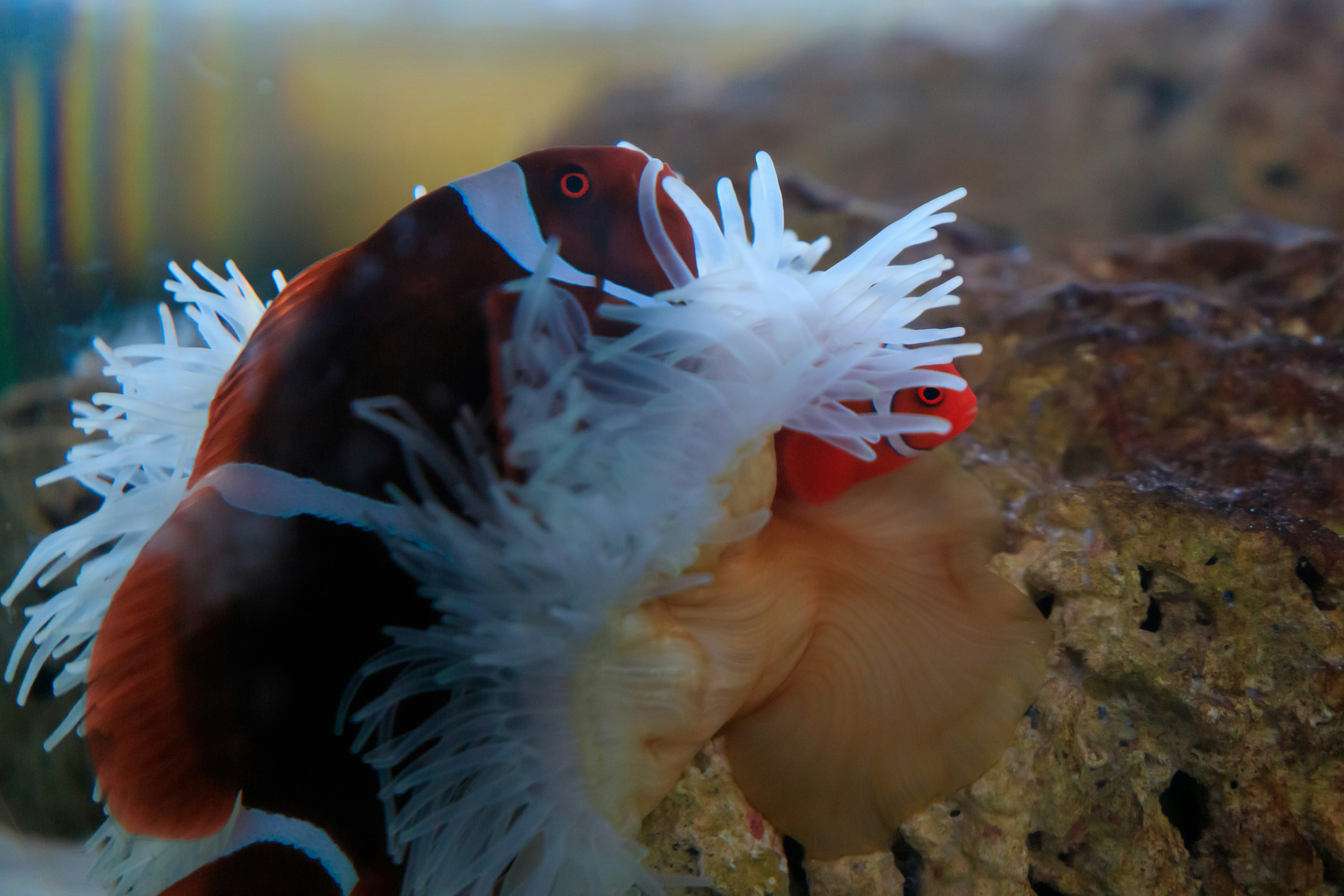 Bunter Fisch mit weißen Tentakeln in der Nähe eines Felsens