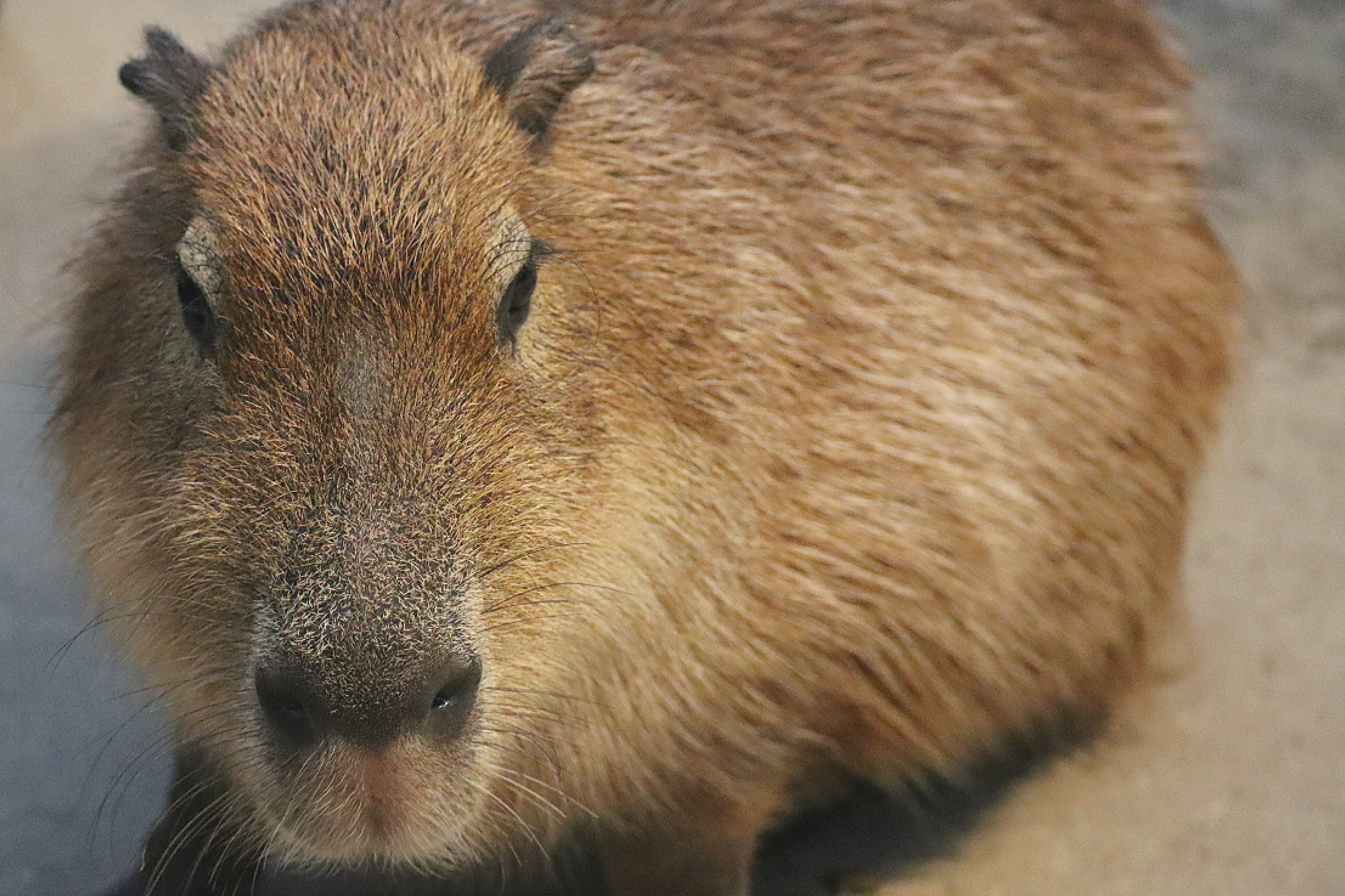 Primo piano di un capibara con pelo marrone soffice e tratti facciali distintivi