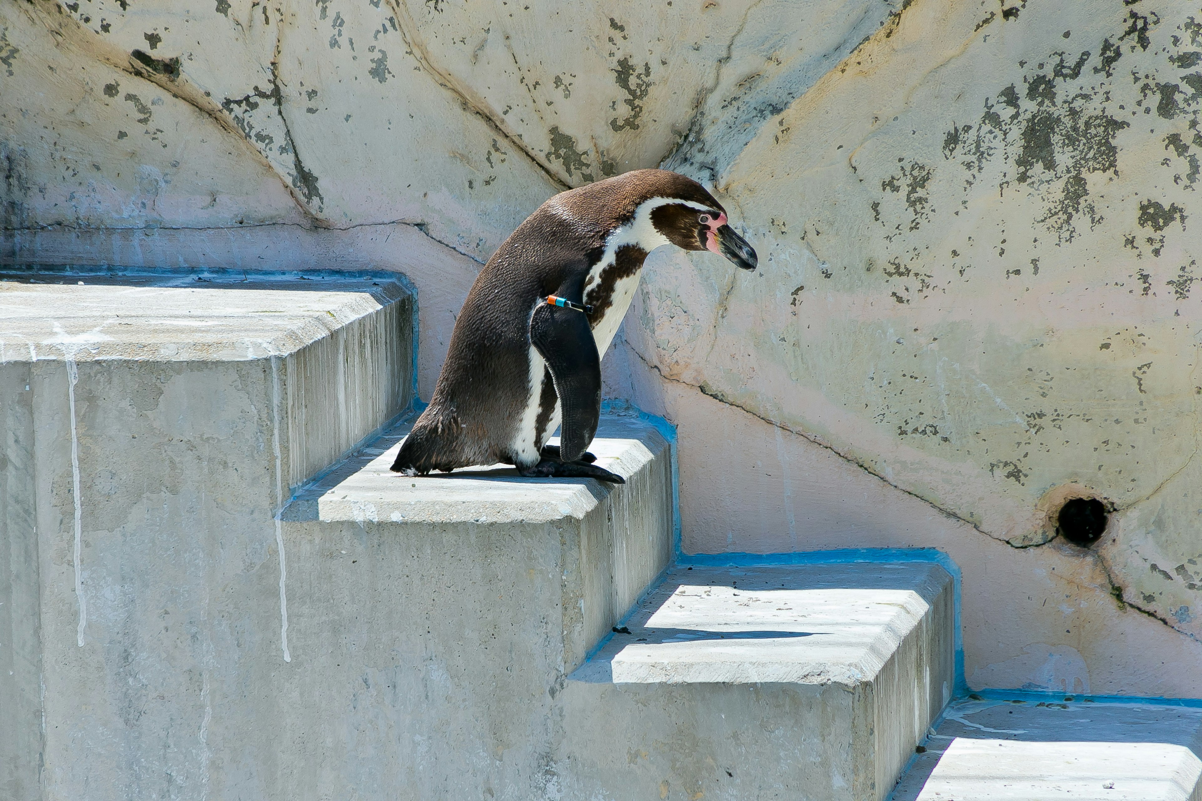 Un pingüino sentado en escalones de concreto