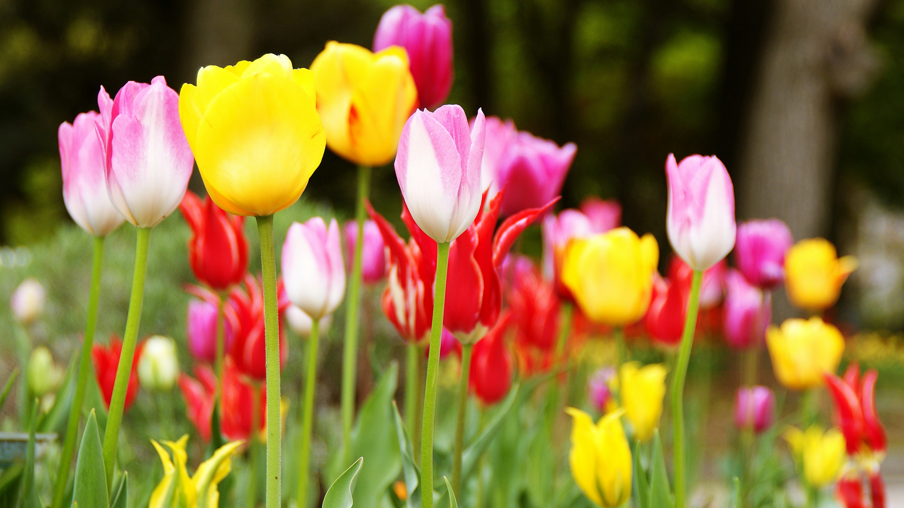 Tulip berwarna-warni mekar di taman