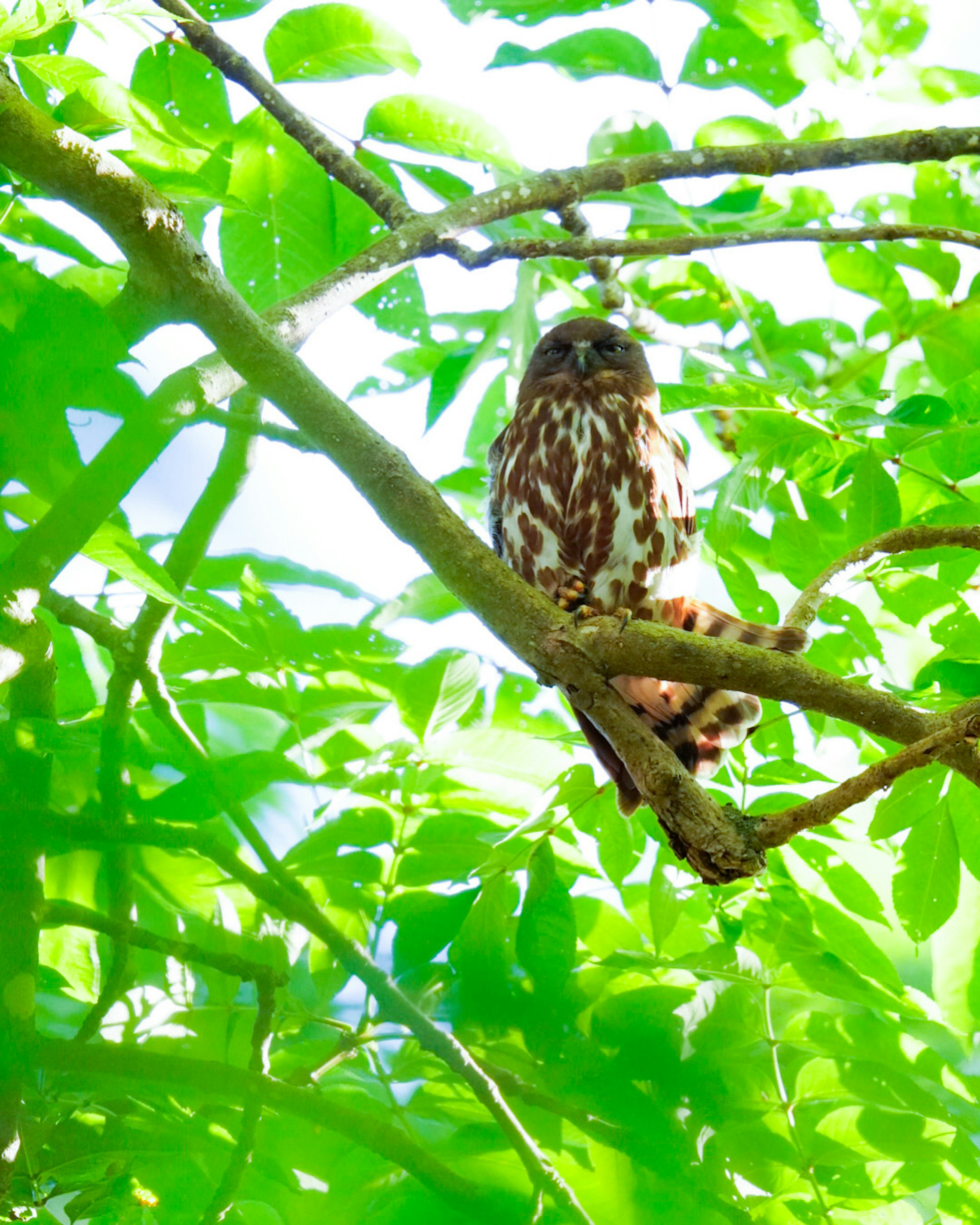 Brown bird perched on a branch surrounded by green leaves