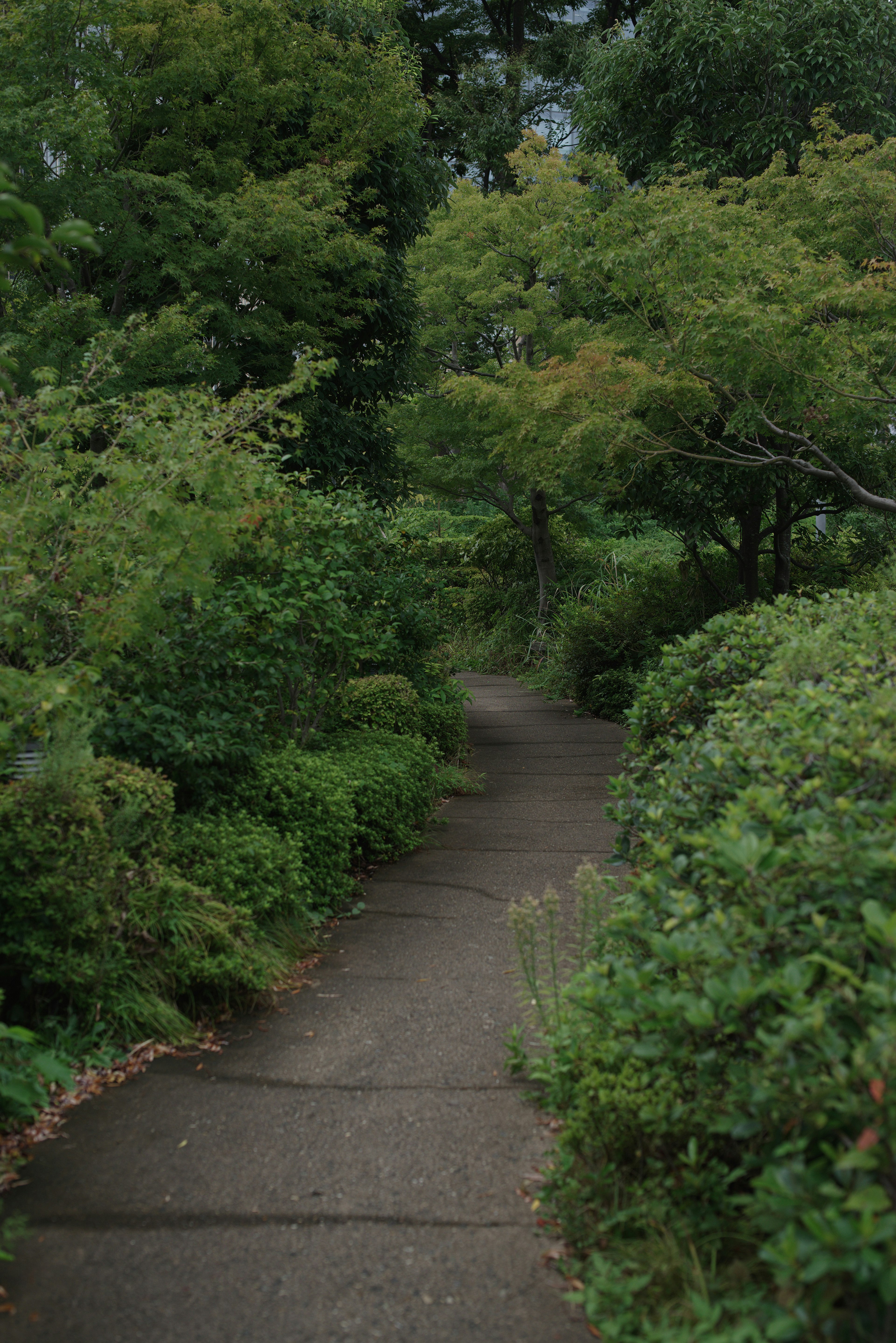 Paved path surrounded by lush greenery