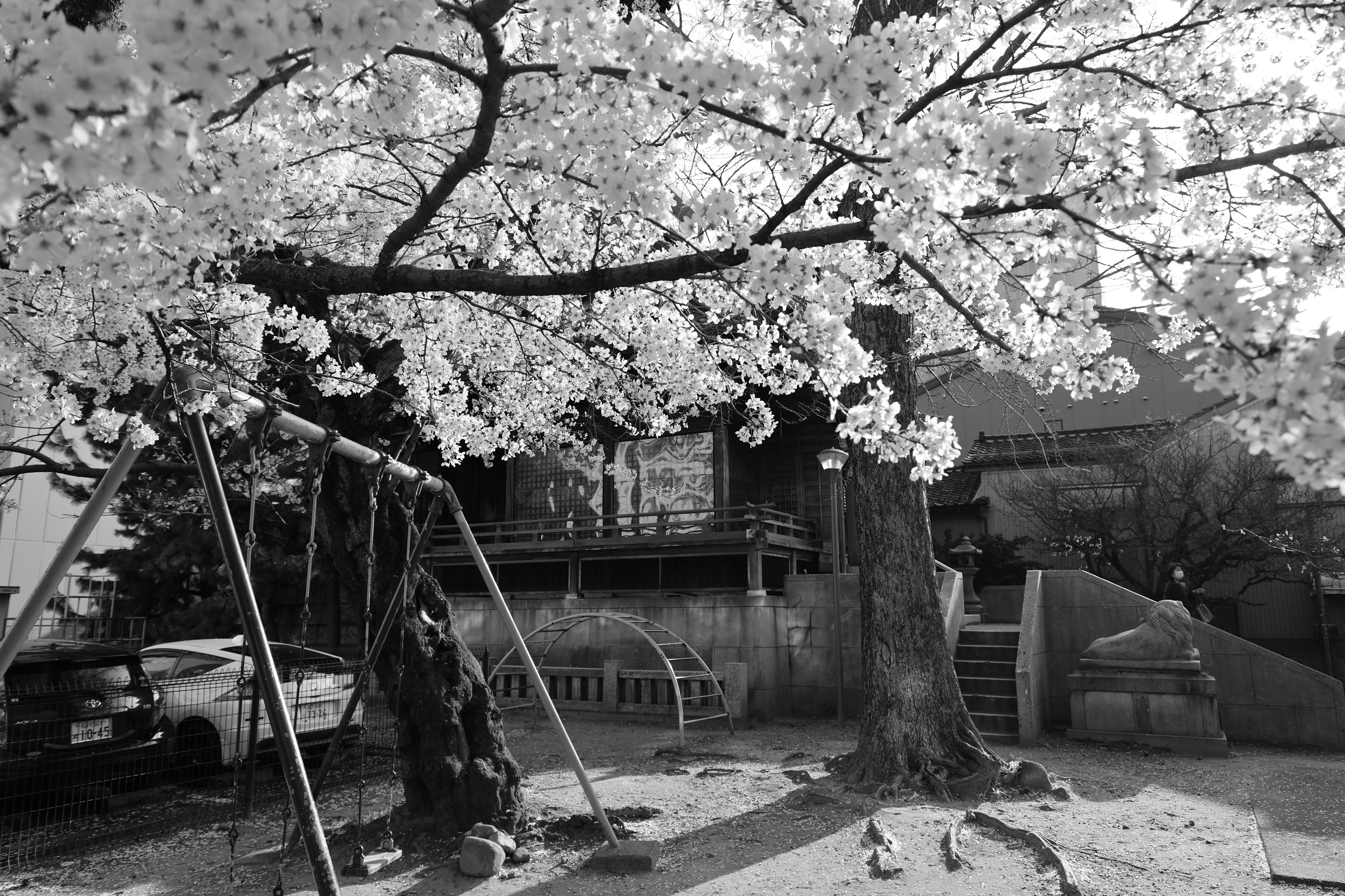 A park scene with a swing under a cherry blossom tree