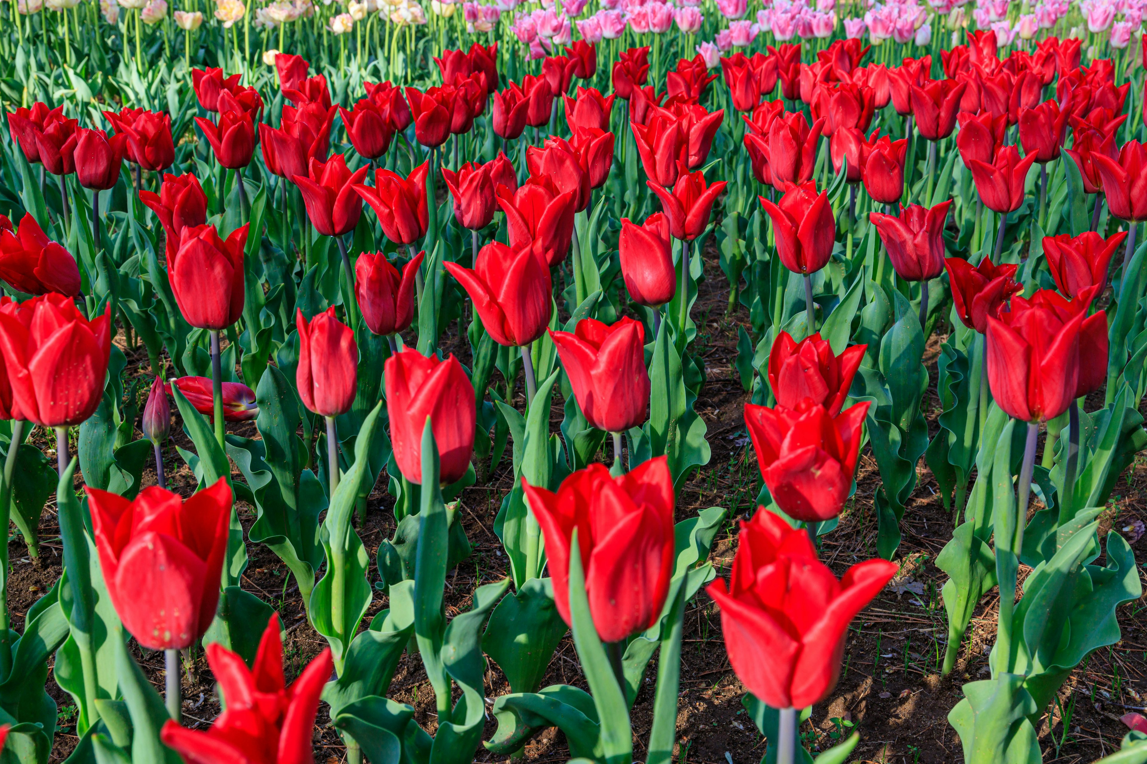 Un champ de tulipes rouges éclatantes en pleine floraison