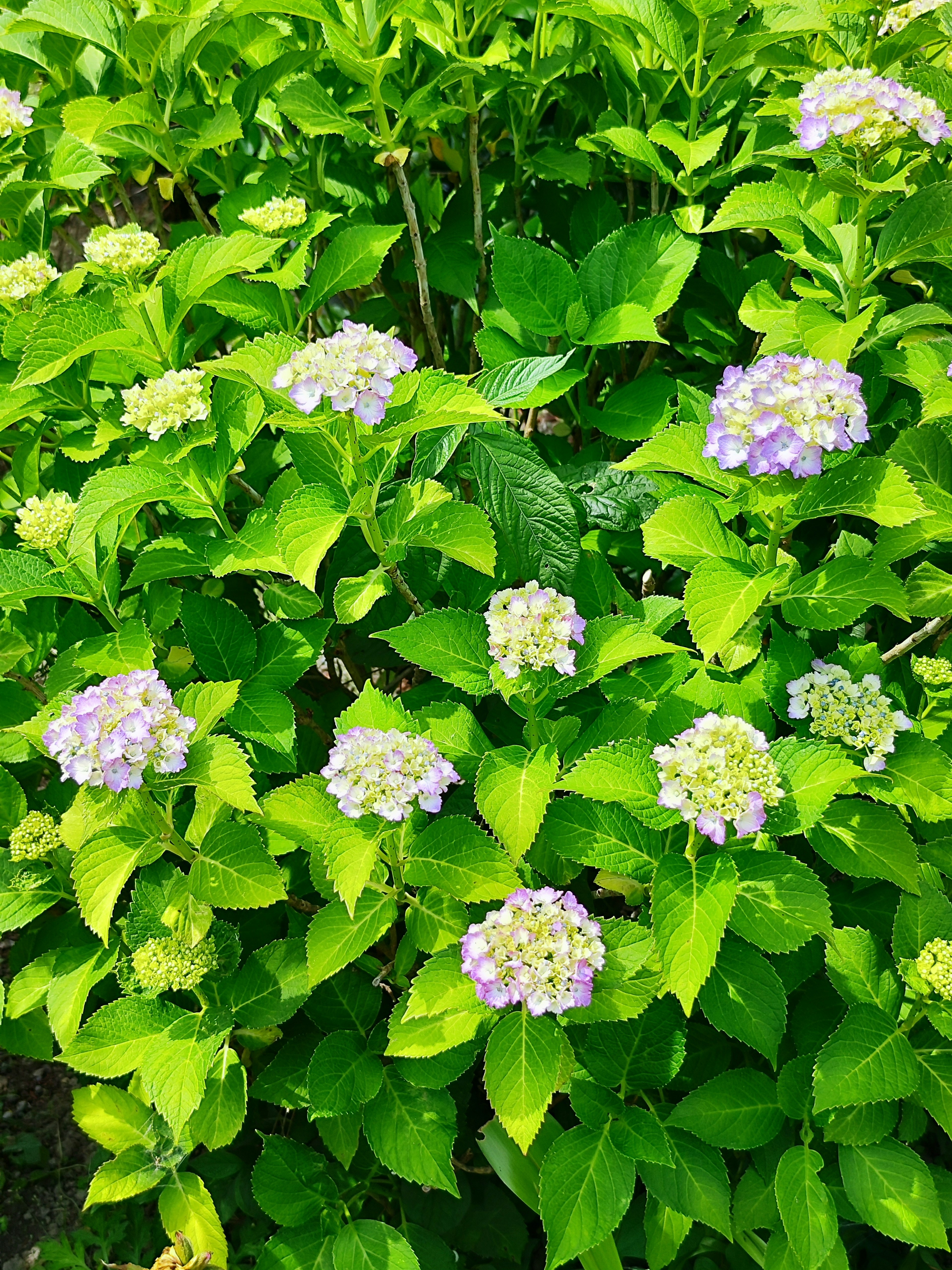 Lila Hortensienblüten, die zwischen üppigem grünem Laub blühen