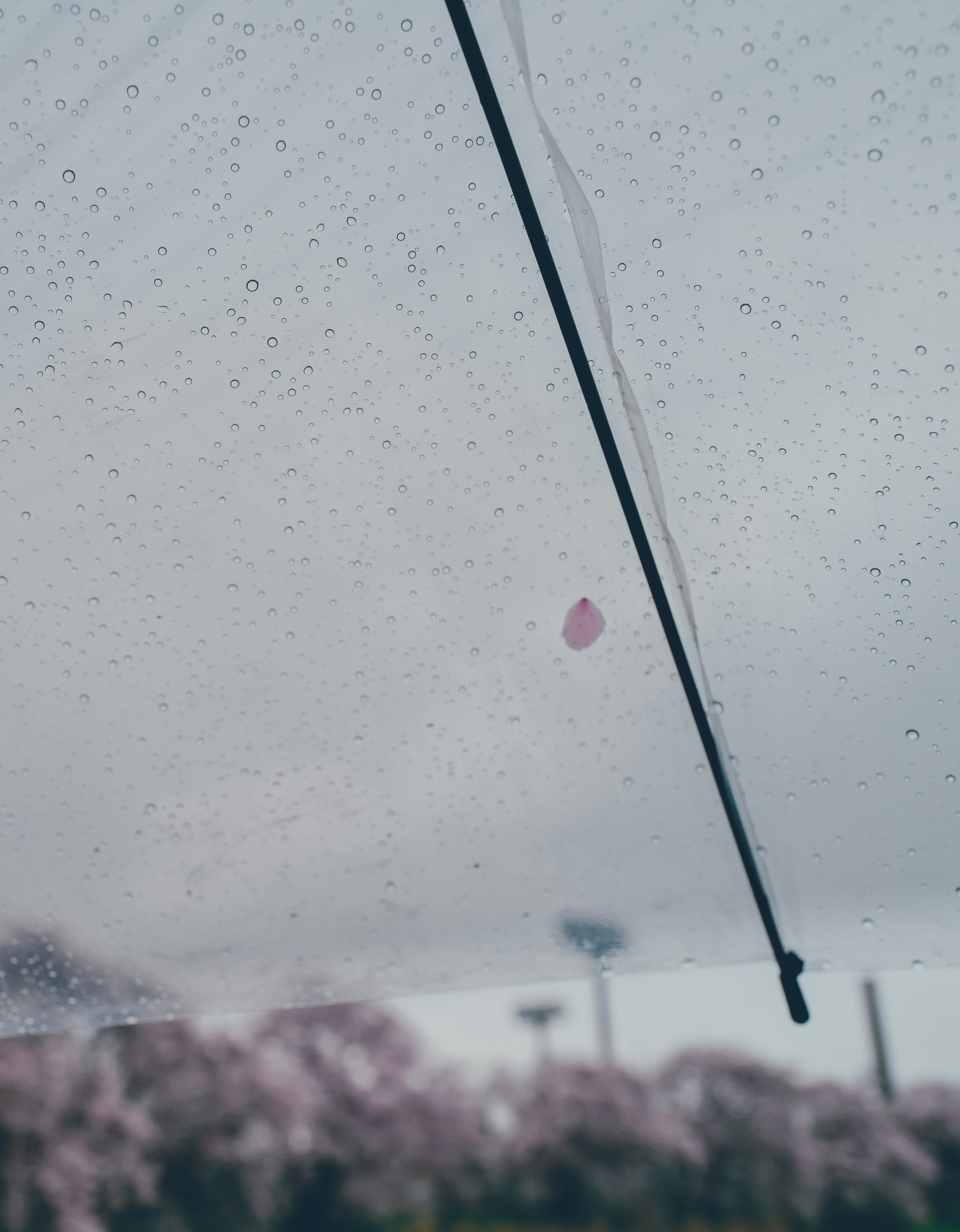 Vista desde debajo de un paraguas que muestra gotas de lluvia y un pétalo de cerezo contra un cielo nublado