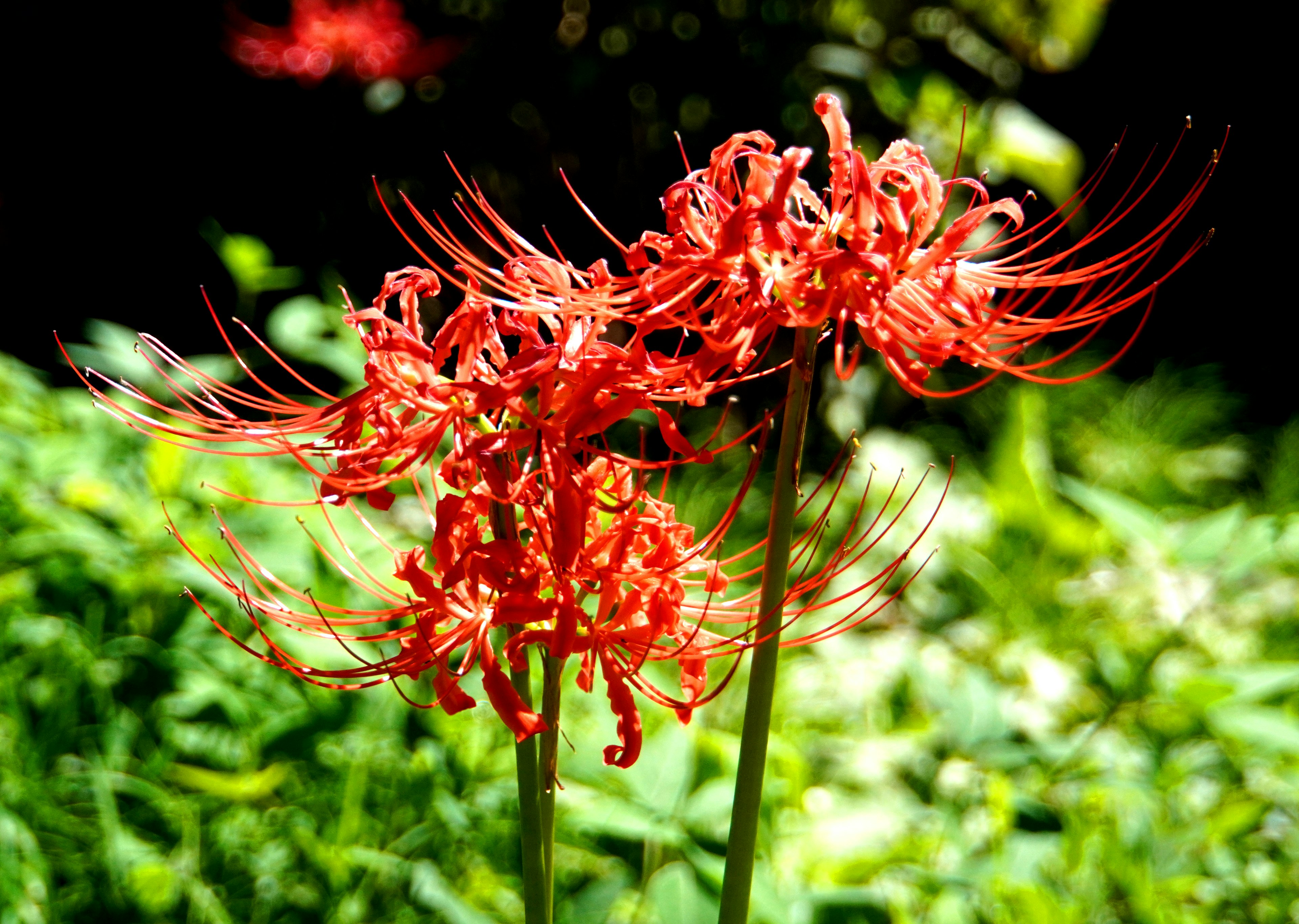 Racimo de lirios araña rojos floreciendo sobre un fondo verde