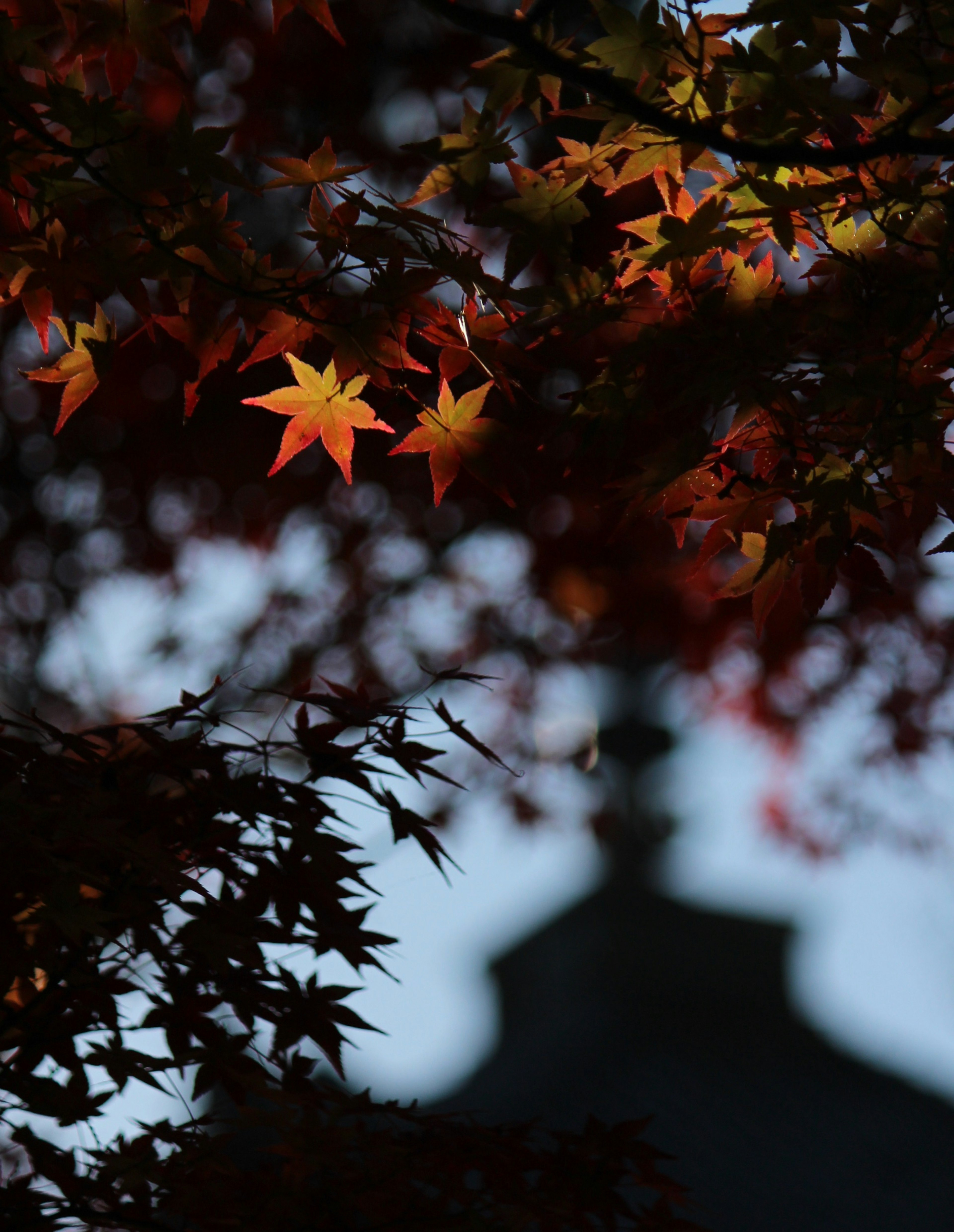 Hojas de otoño brillando con colores cálidos contra un fondo de edificio borroso