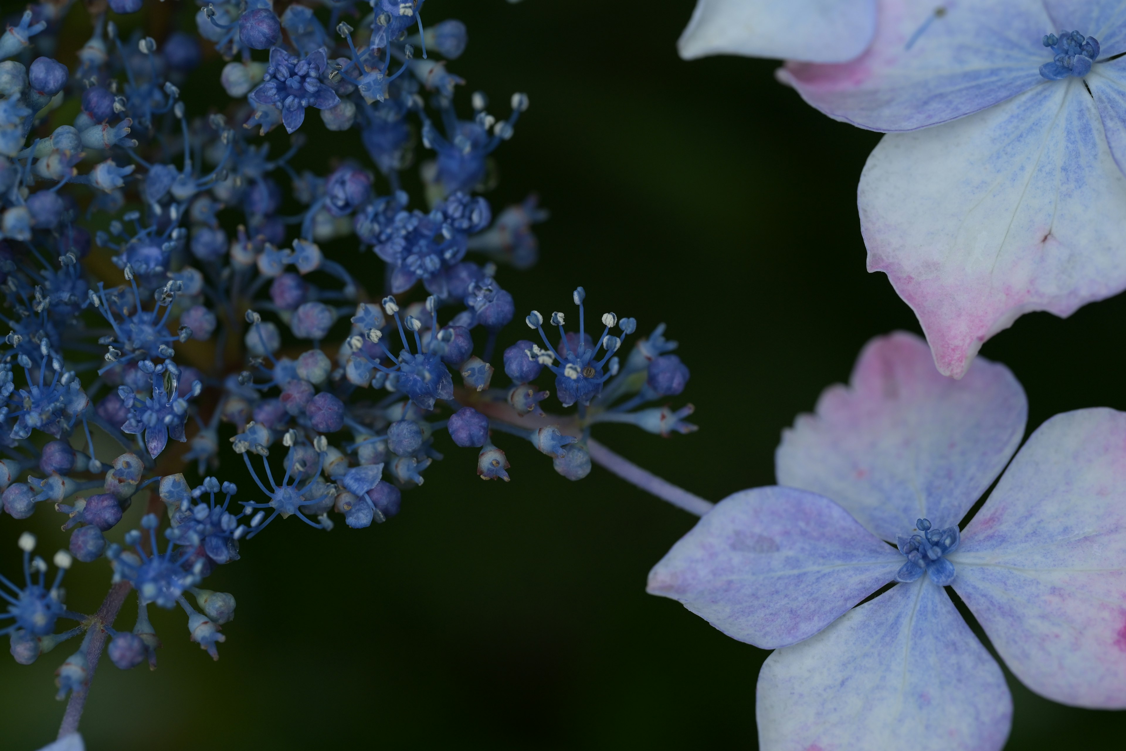 青紫色の花と淡いピンクの花びらが特徴的な紫陽花のクローズアップ