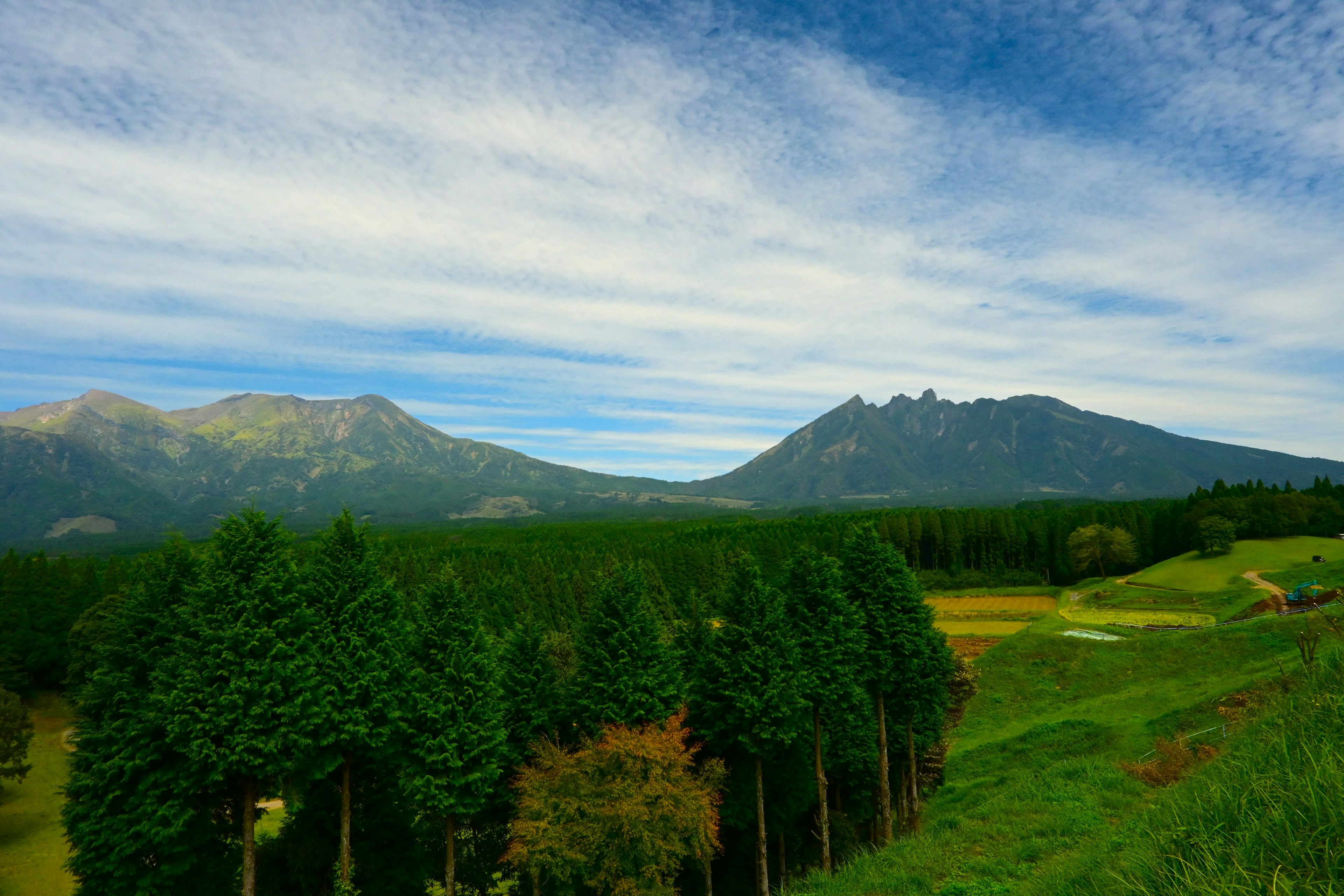 Lush green trees with mountains in the background