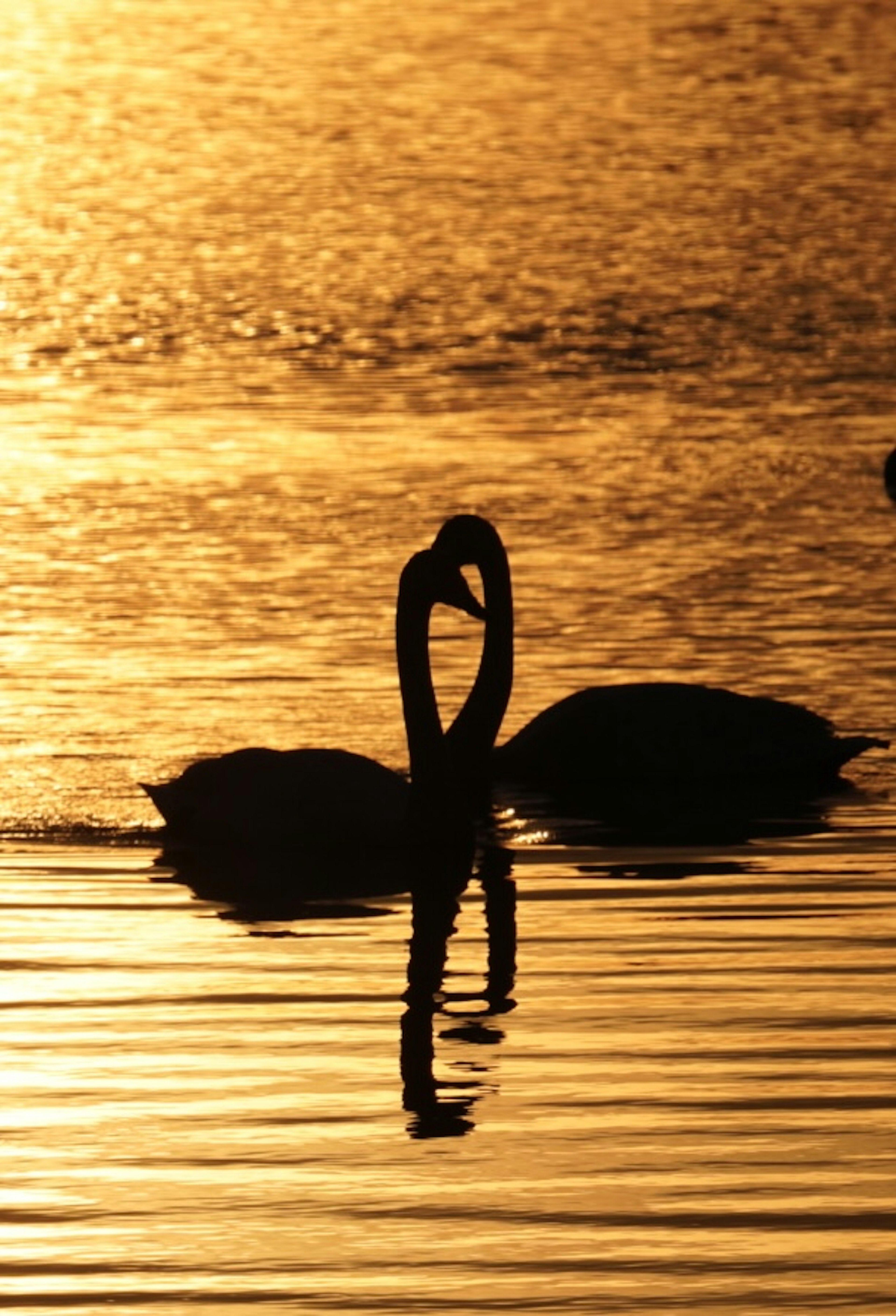 夕暮れ時に水面に浮かぶ二羽の白鳥のシルエット