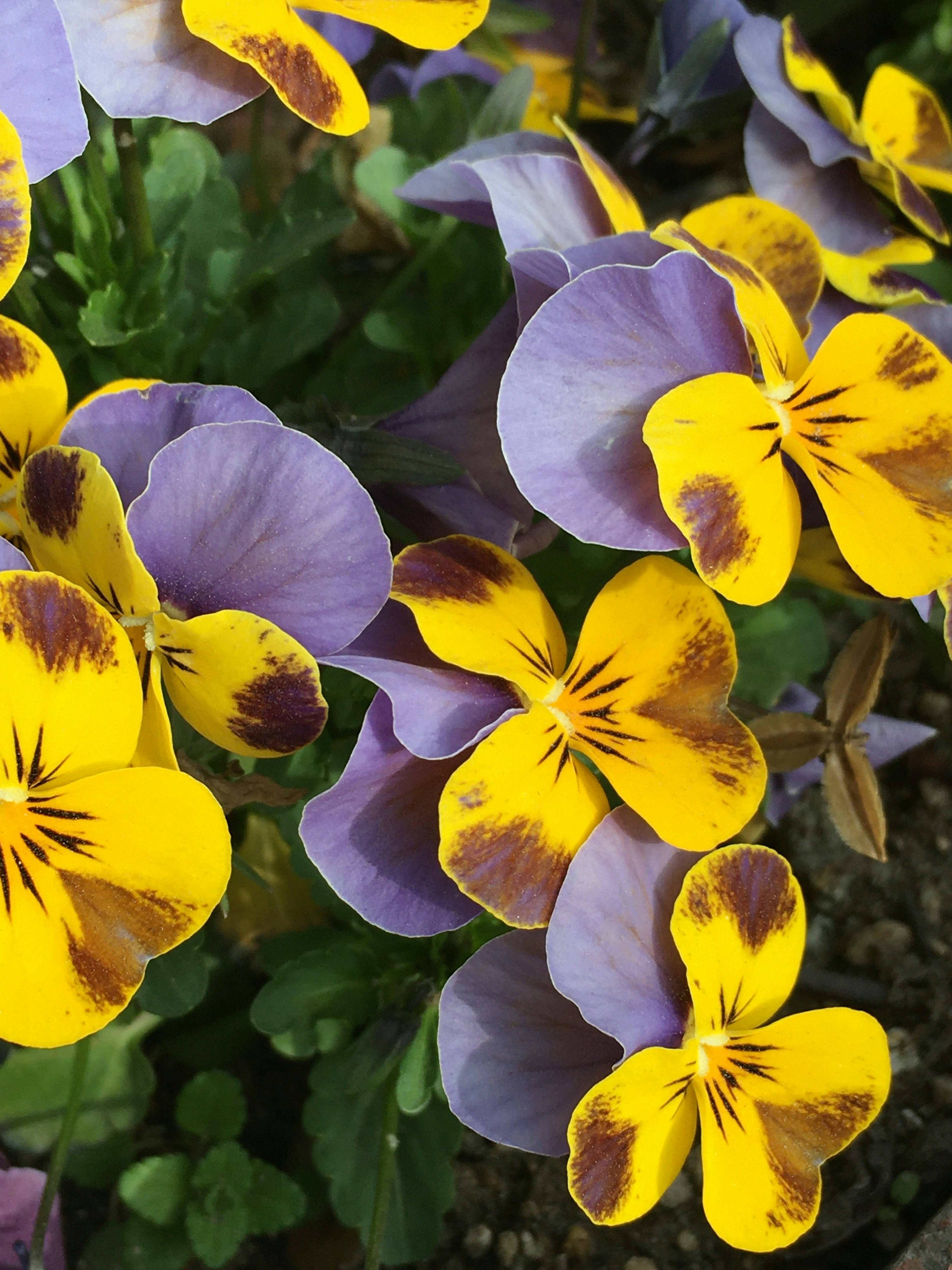 Close-up of vibrant purple and yellow pansy flowers