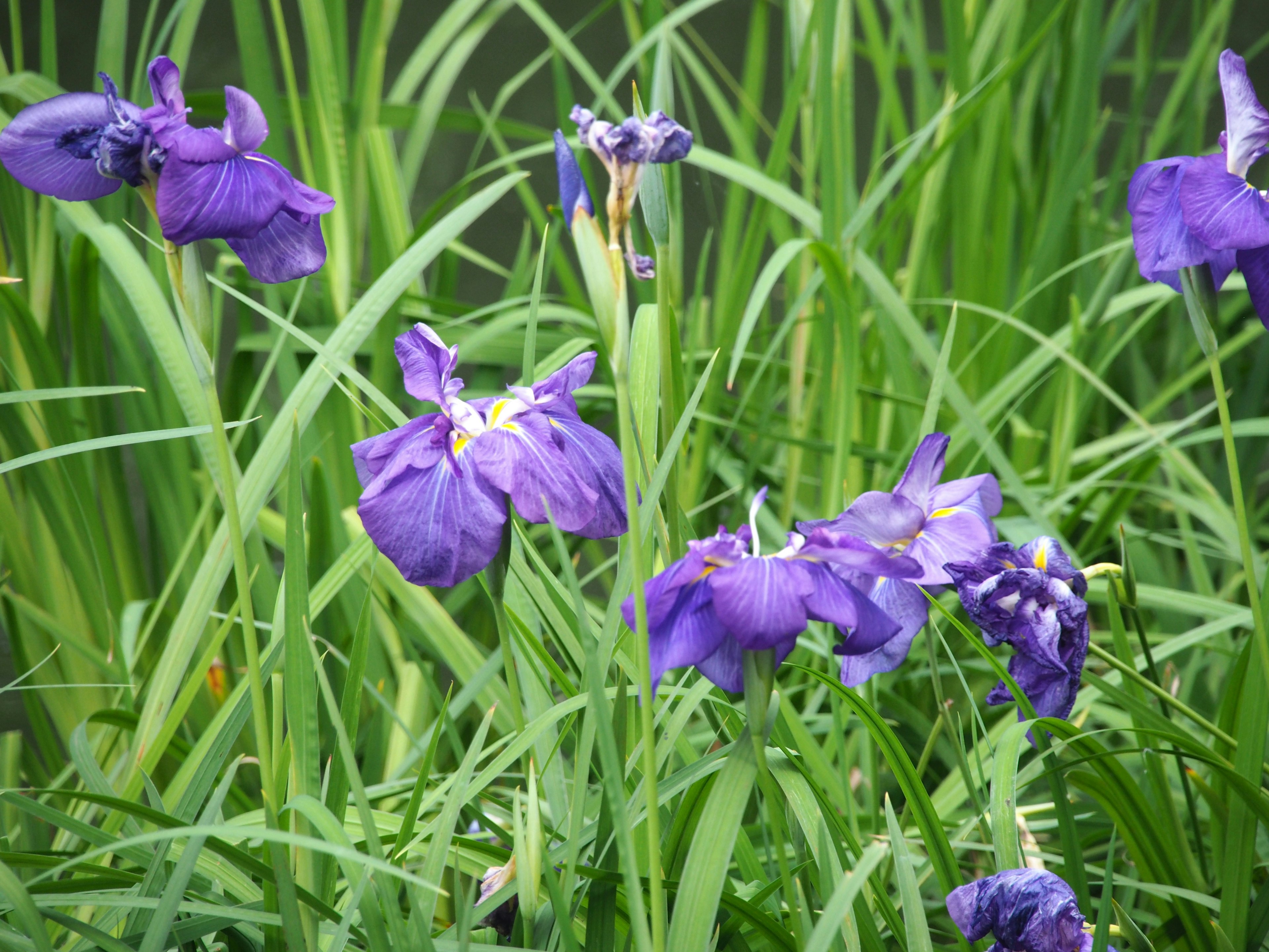 Acercamiento de flores moradas entre la hierba verde