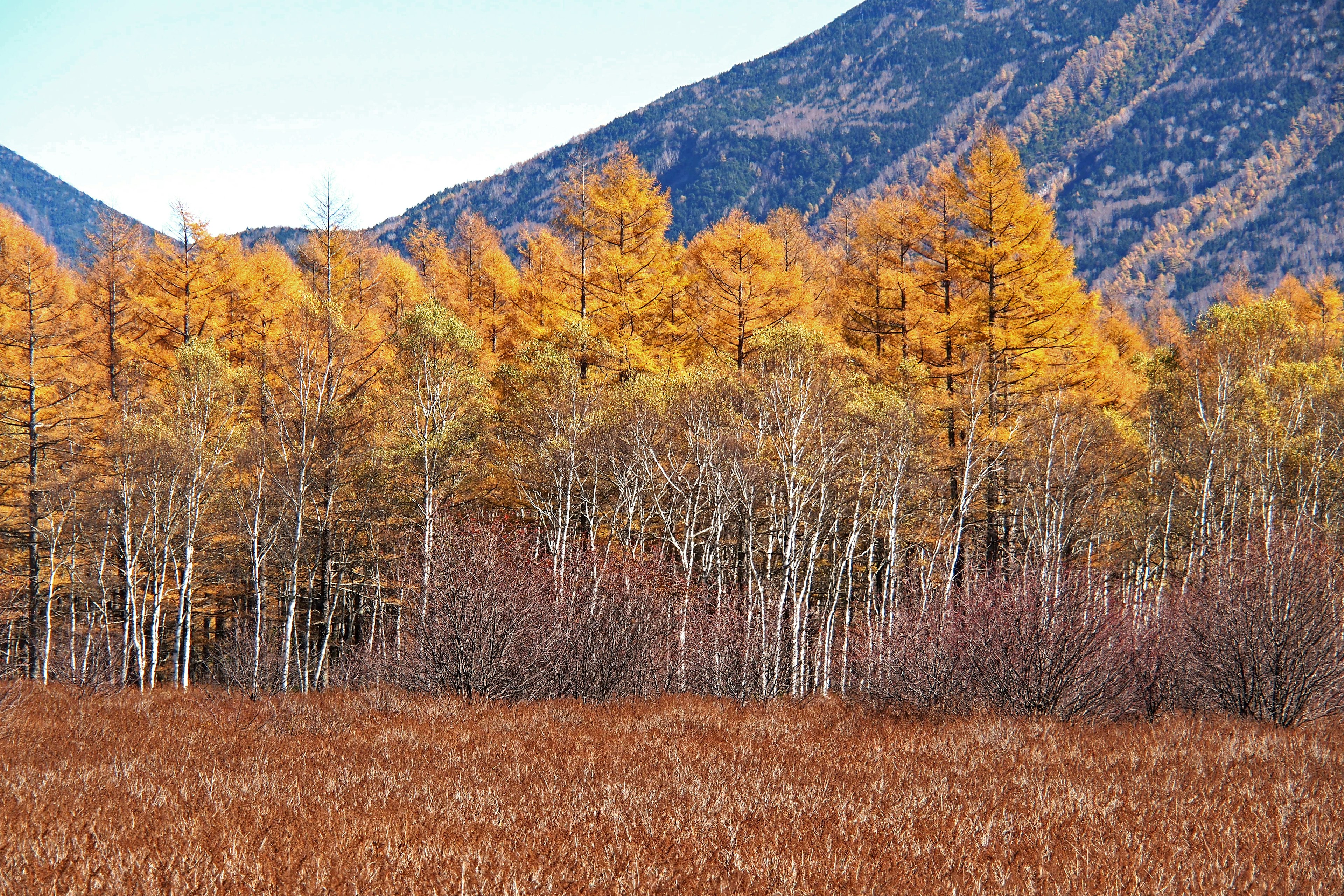 Beautiful autumn landscape with colorful trees and mountains in the background