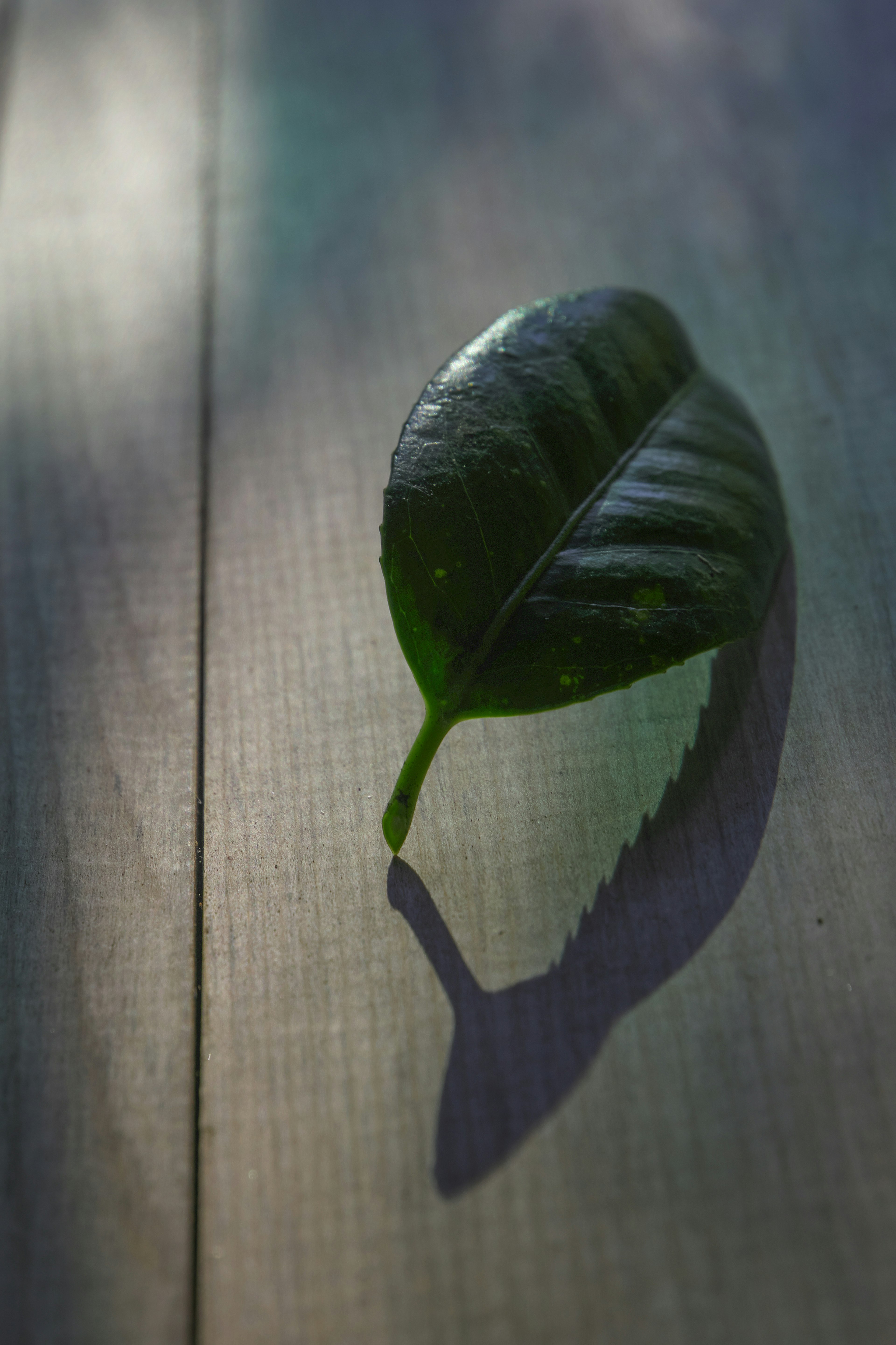 Una hoja verde descansando sobre una mesa de madera proyectando una sombra