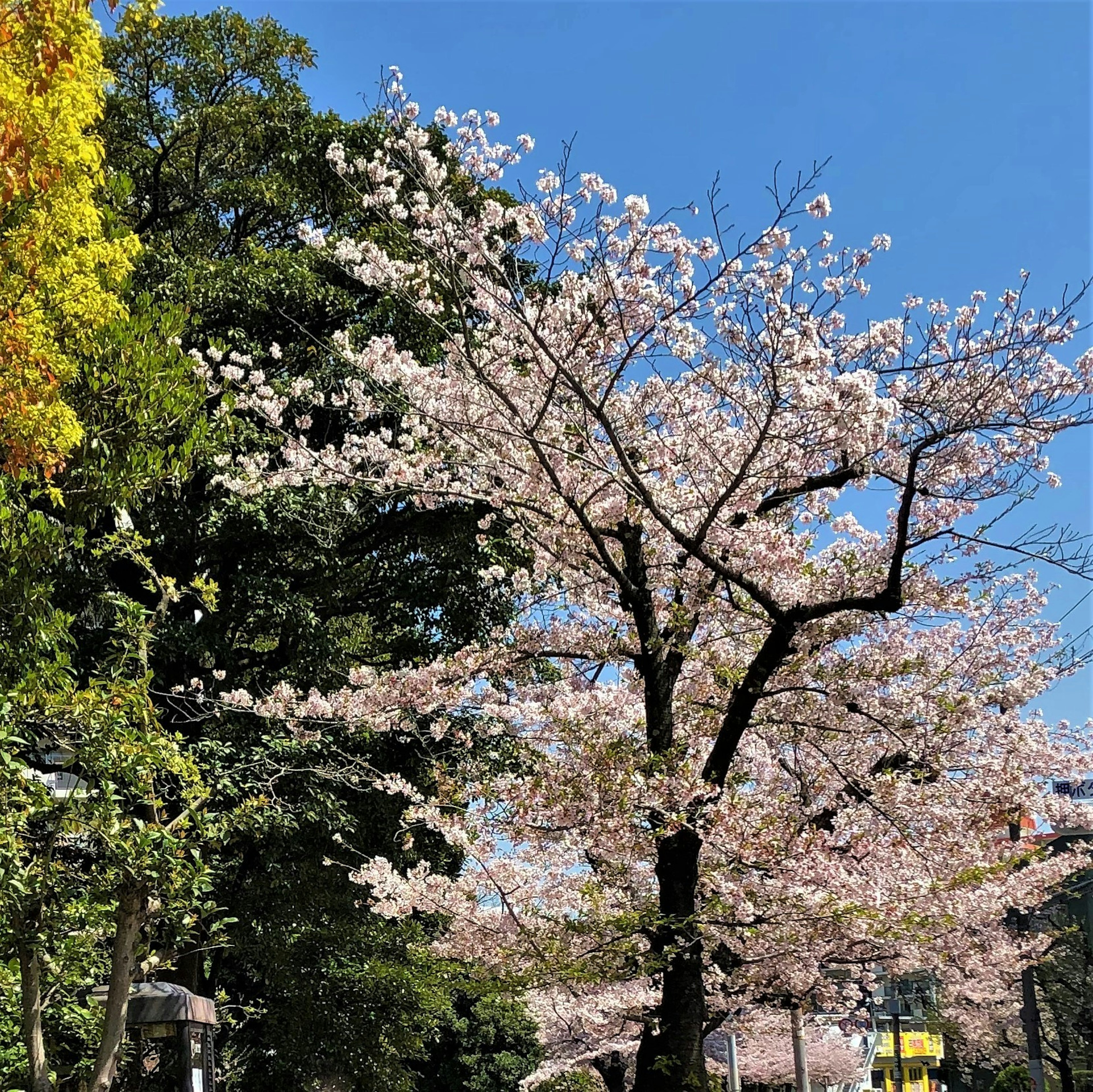 Cherry blossom tree in full bloom against a blue sky