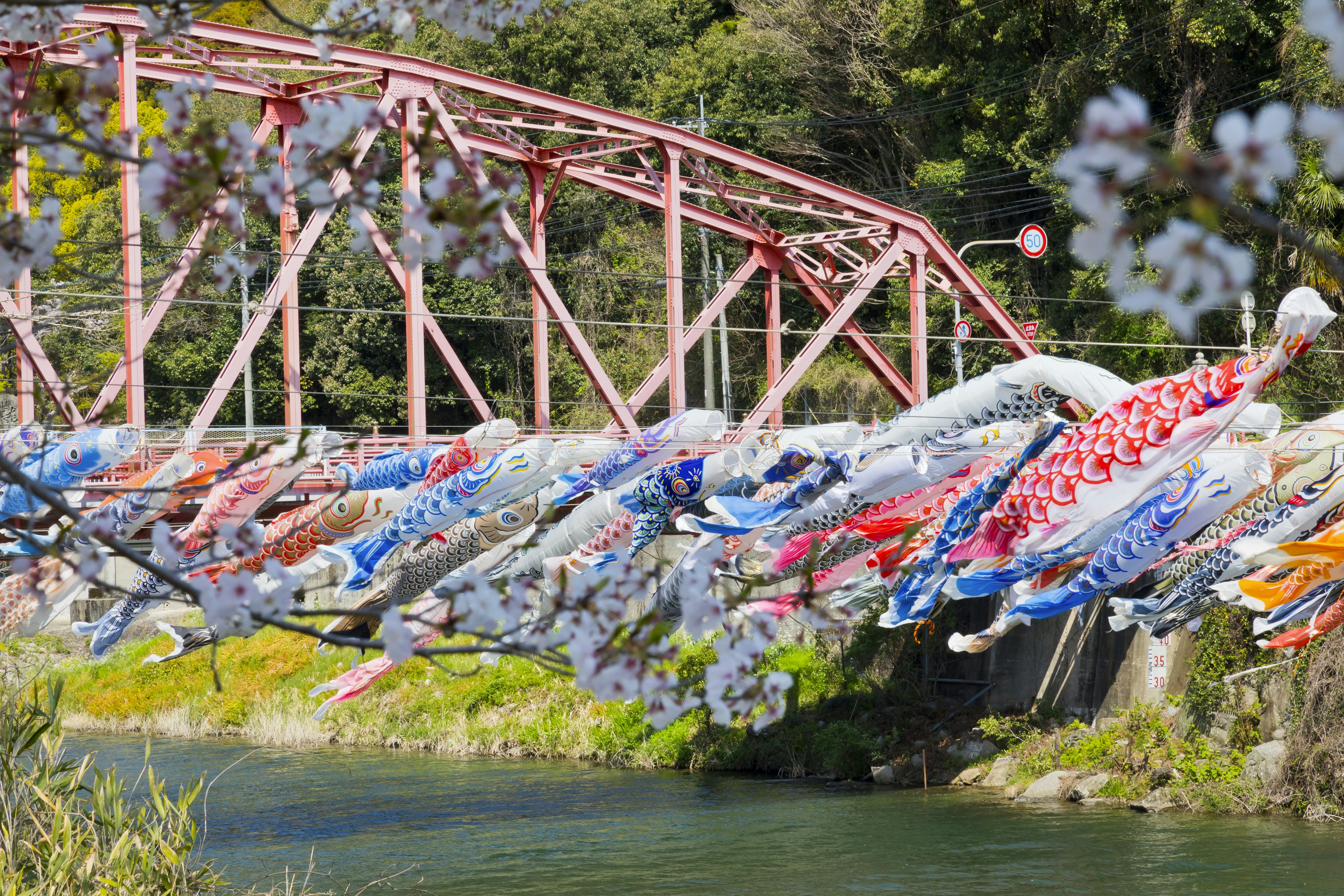 Bunte Koi-Flaggen, die über einen Fluss mit einer roten Brücke im Hintergrund hängen